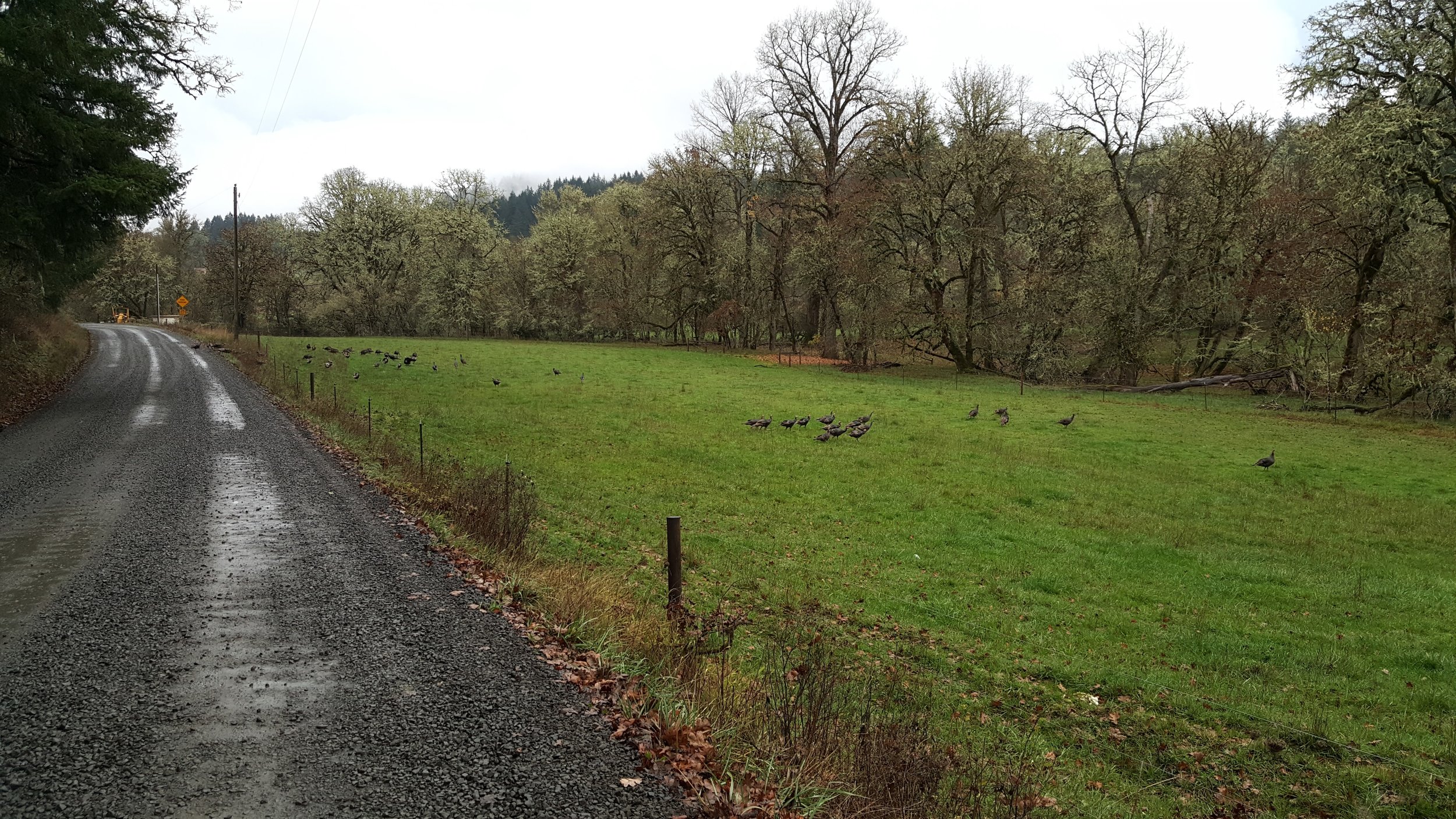 wild turkeys on morning run