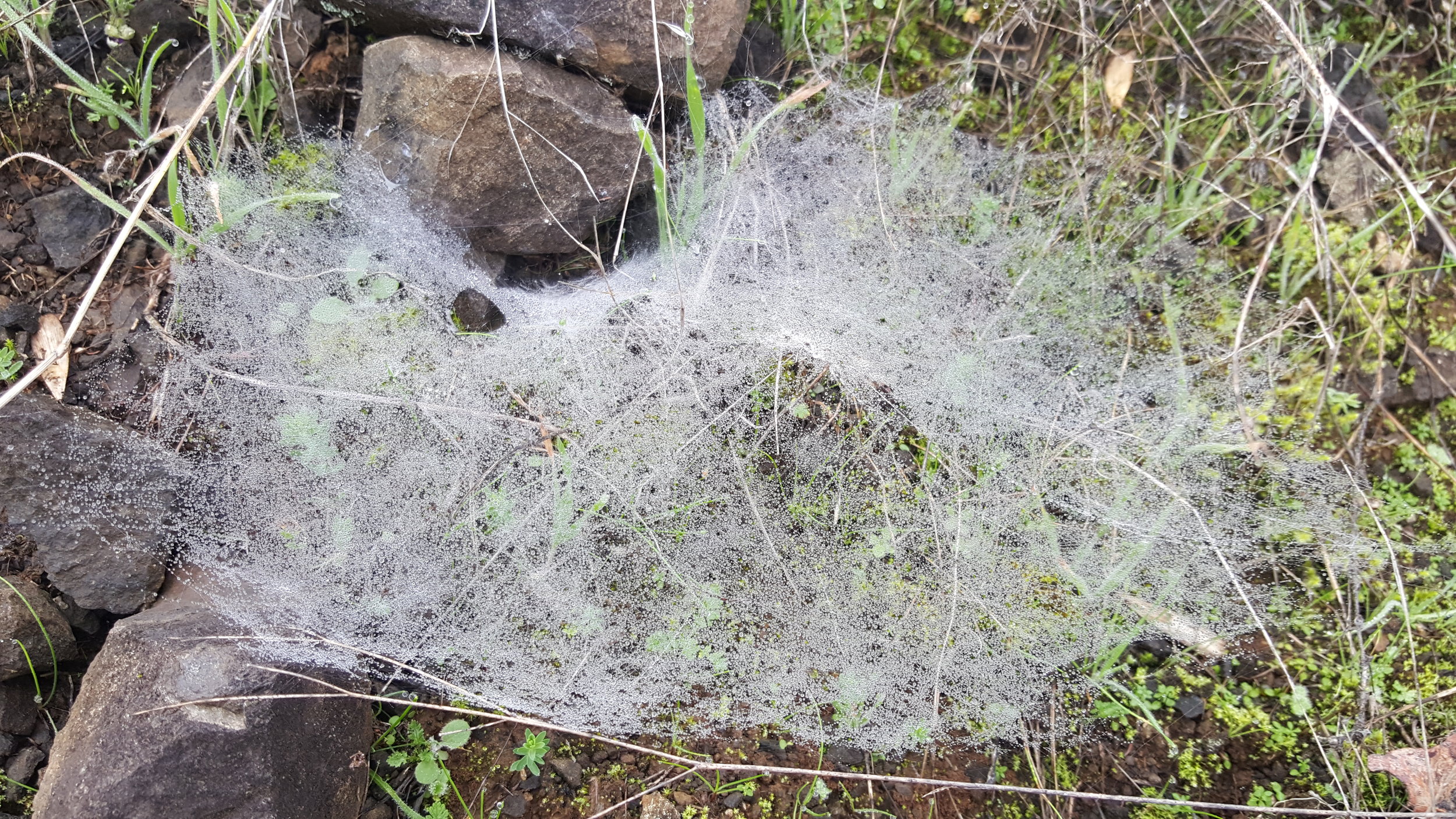 This web looks so cool it reminds me of lace