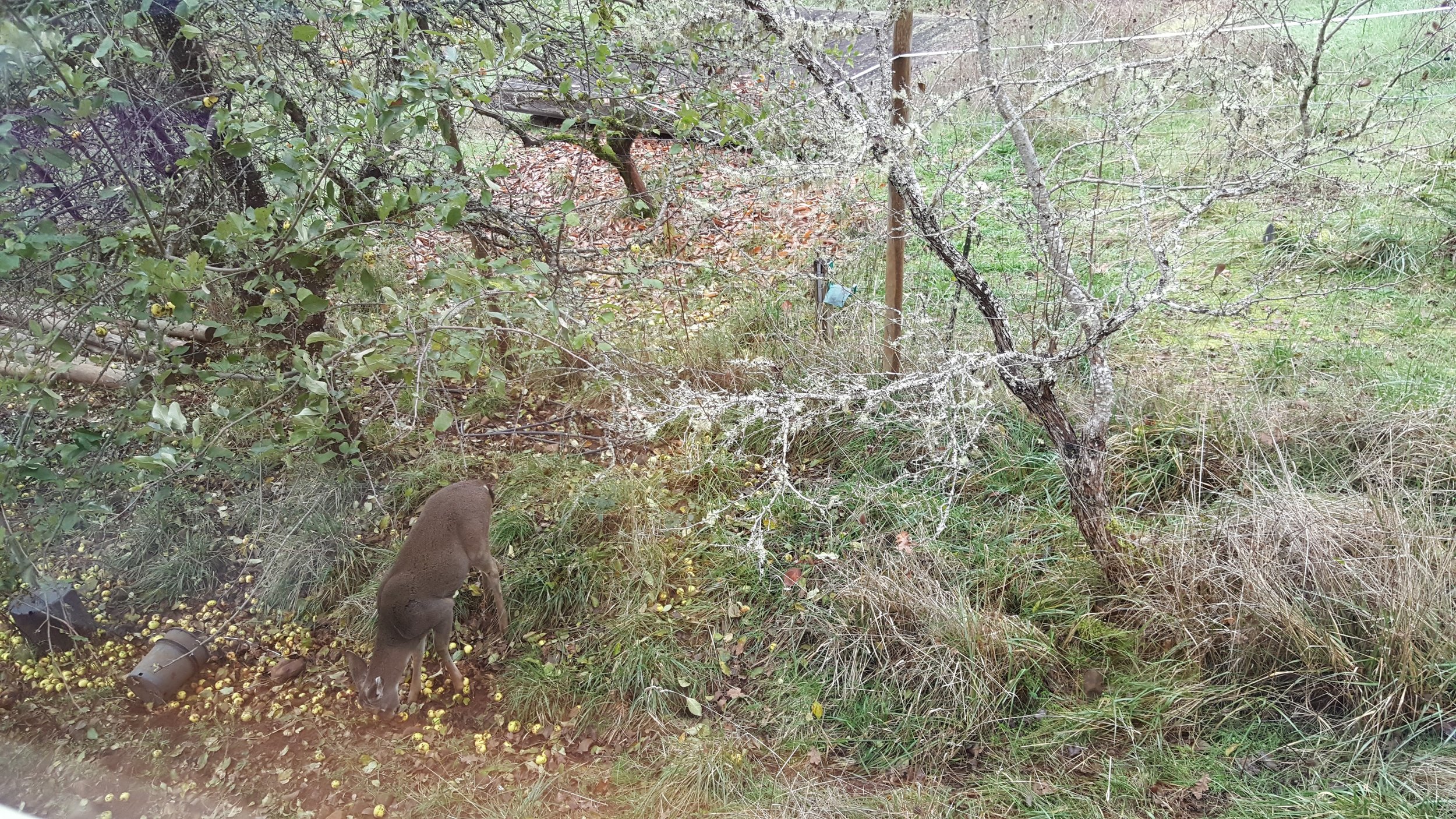 View from the dining room.. frequently the deer like to come to this spot for the apples falling off the apple tree