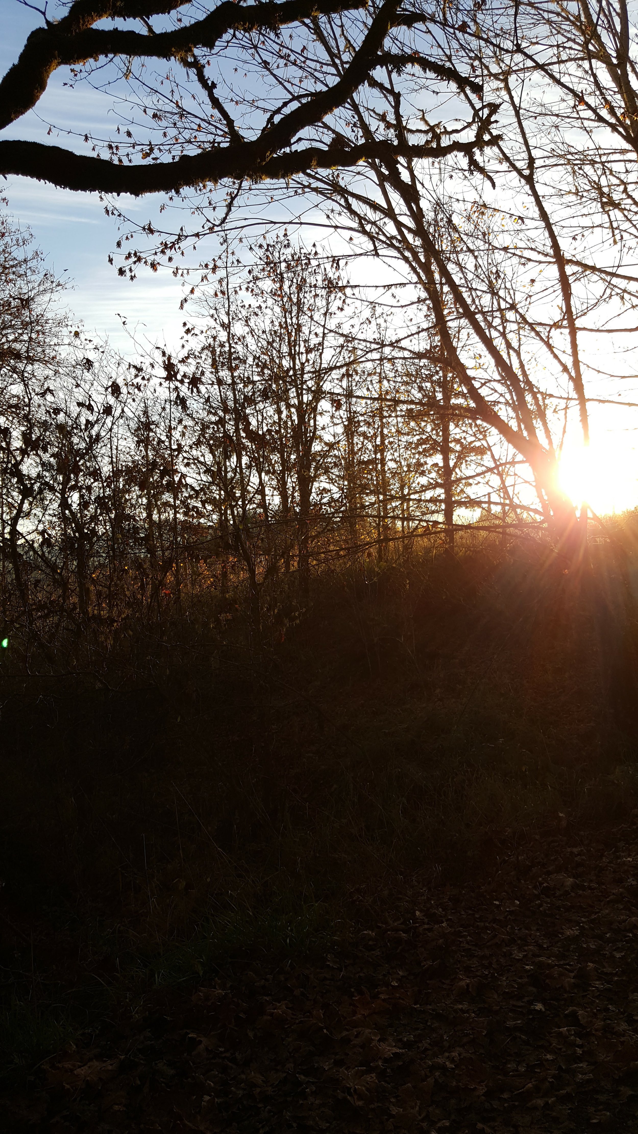 morning run on day 12 on the MAF method - slightly hungry mid run, but munched on carrots and powered through.. I love running in the early morning and seeing the sun rise, silence and me, like friends