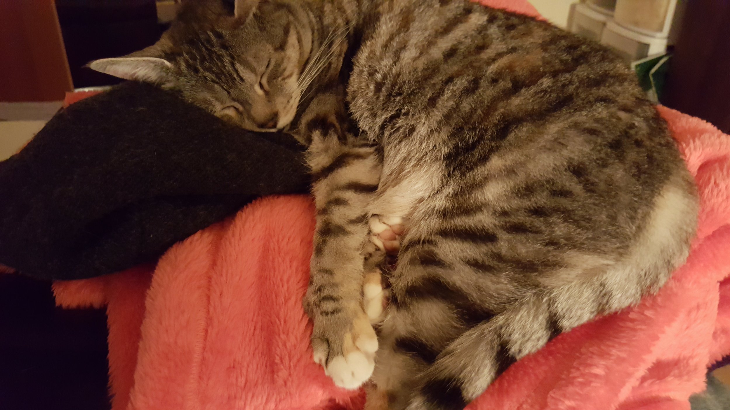 We found one sleepy cat at home...
