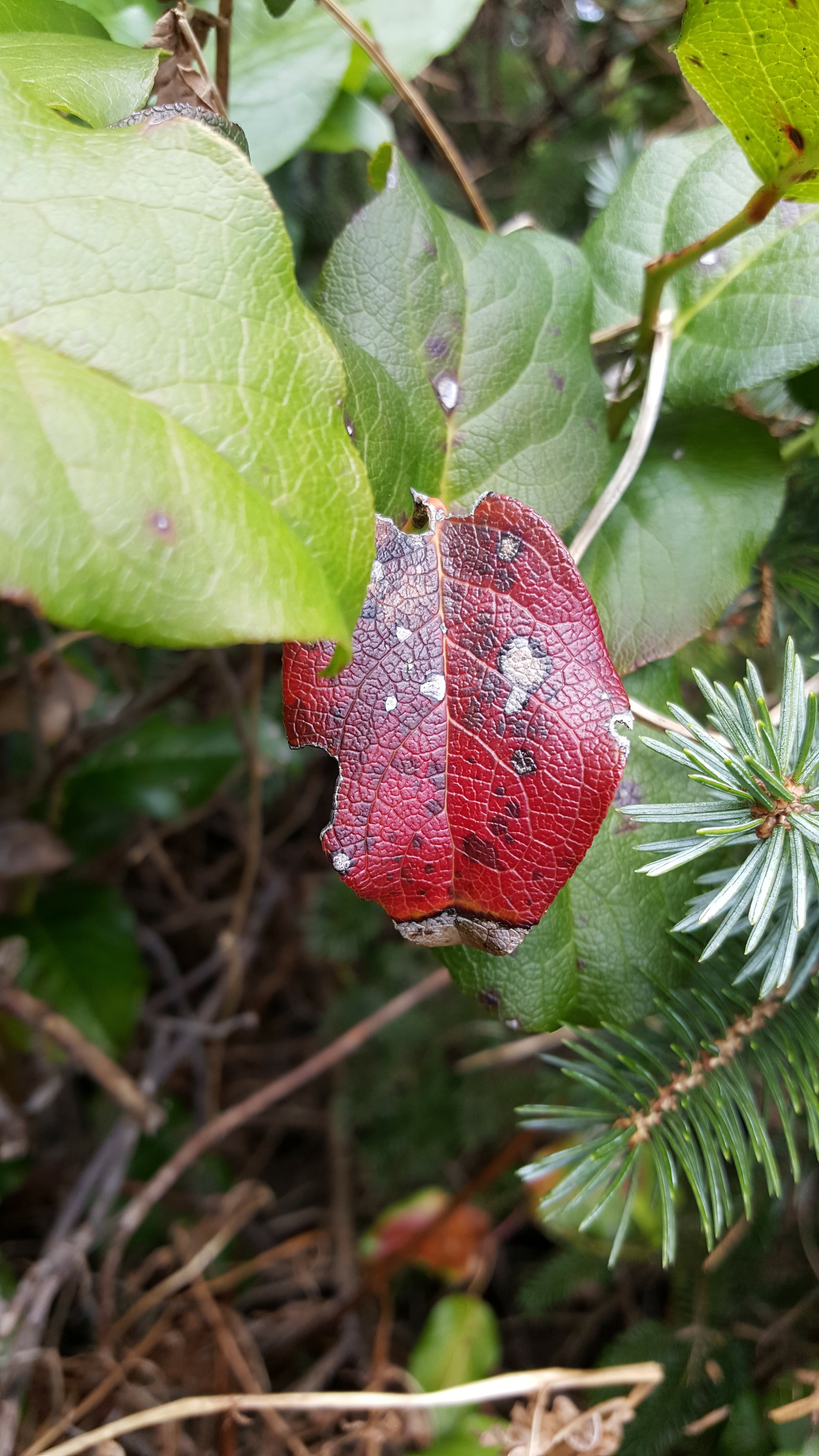 This solitary leaf reminded me of a lady bug