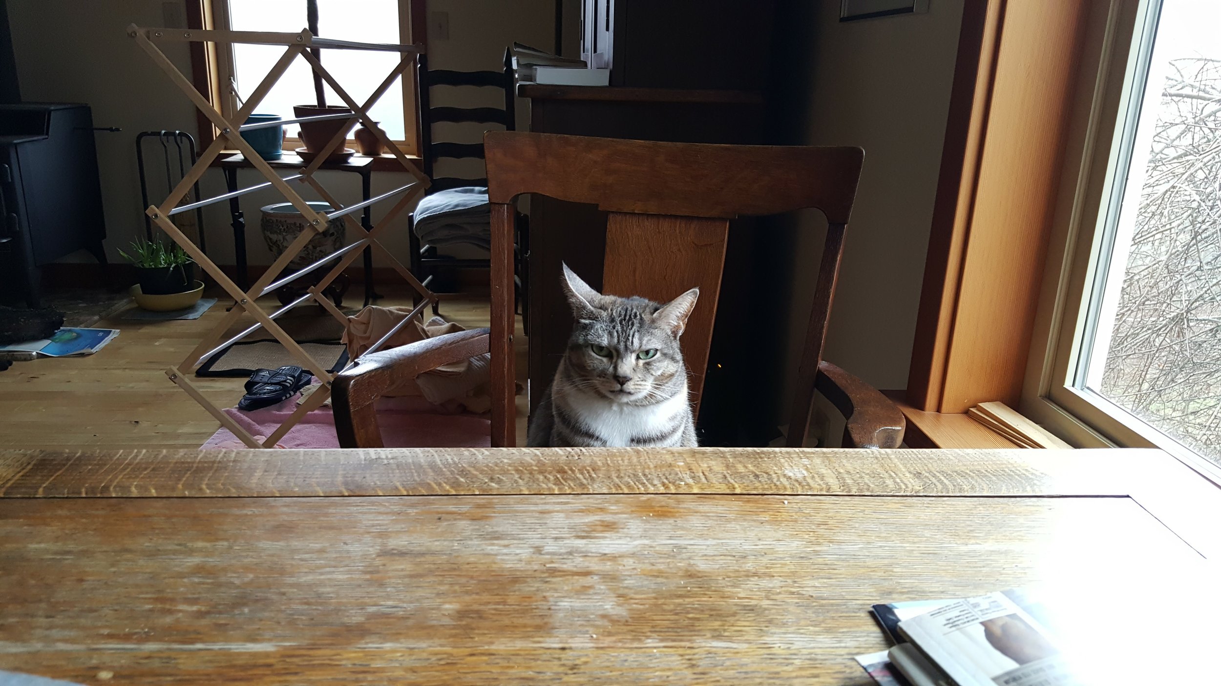 My daily breakfast companion