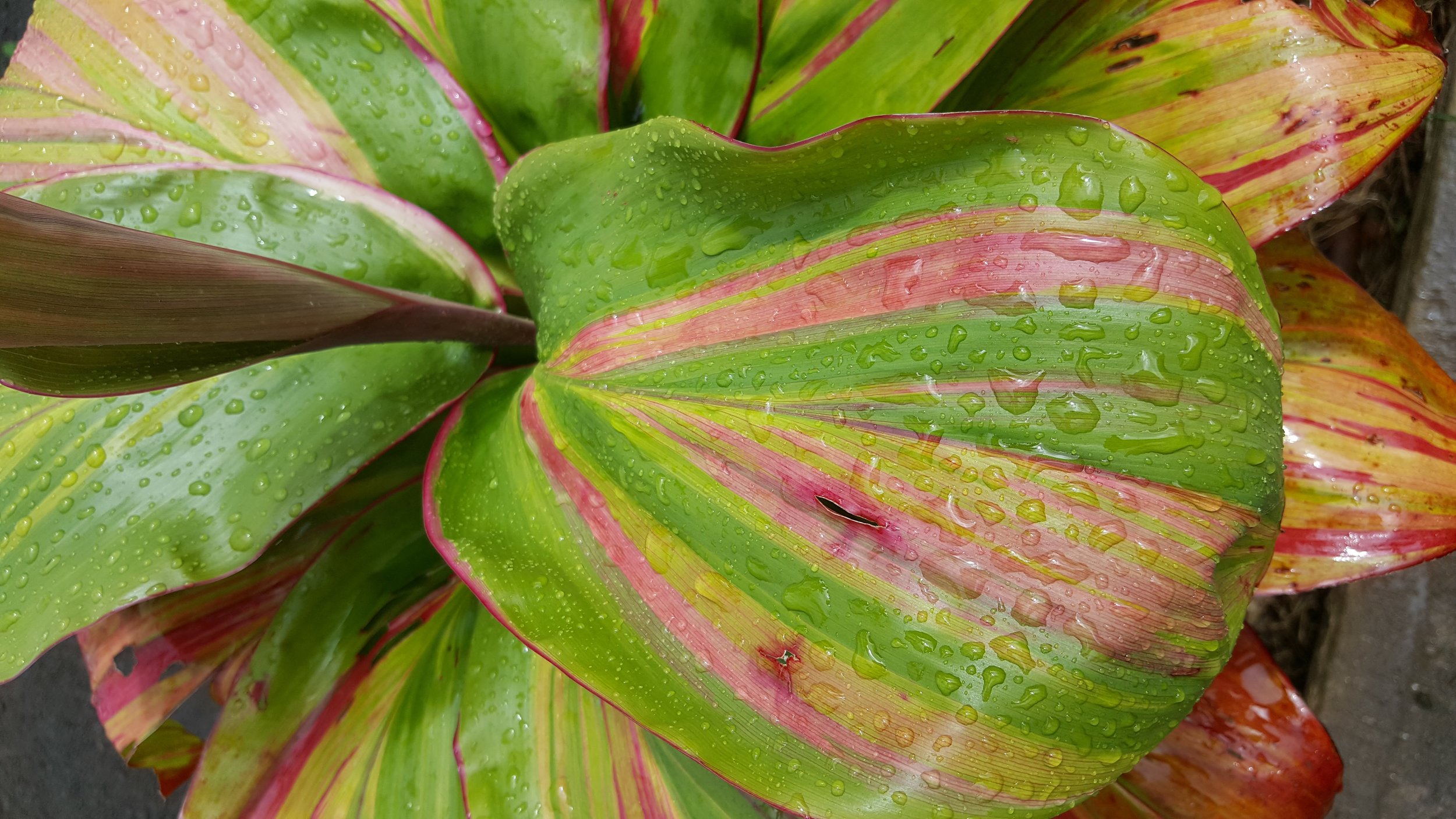 Leaves