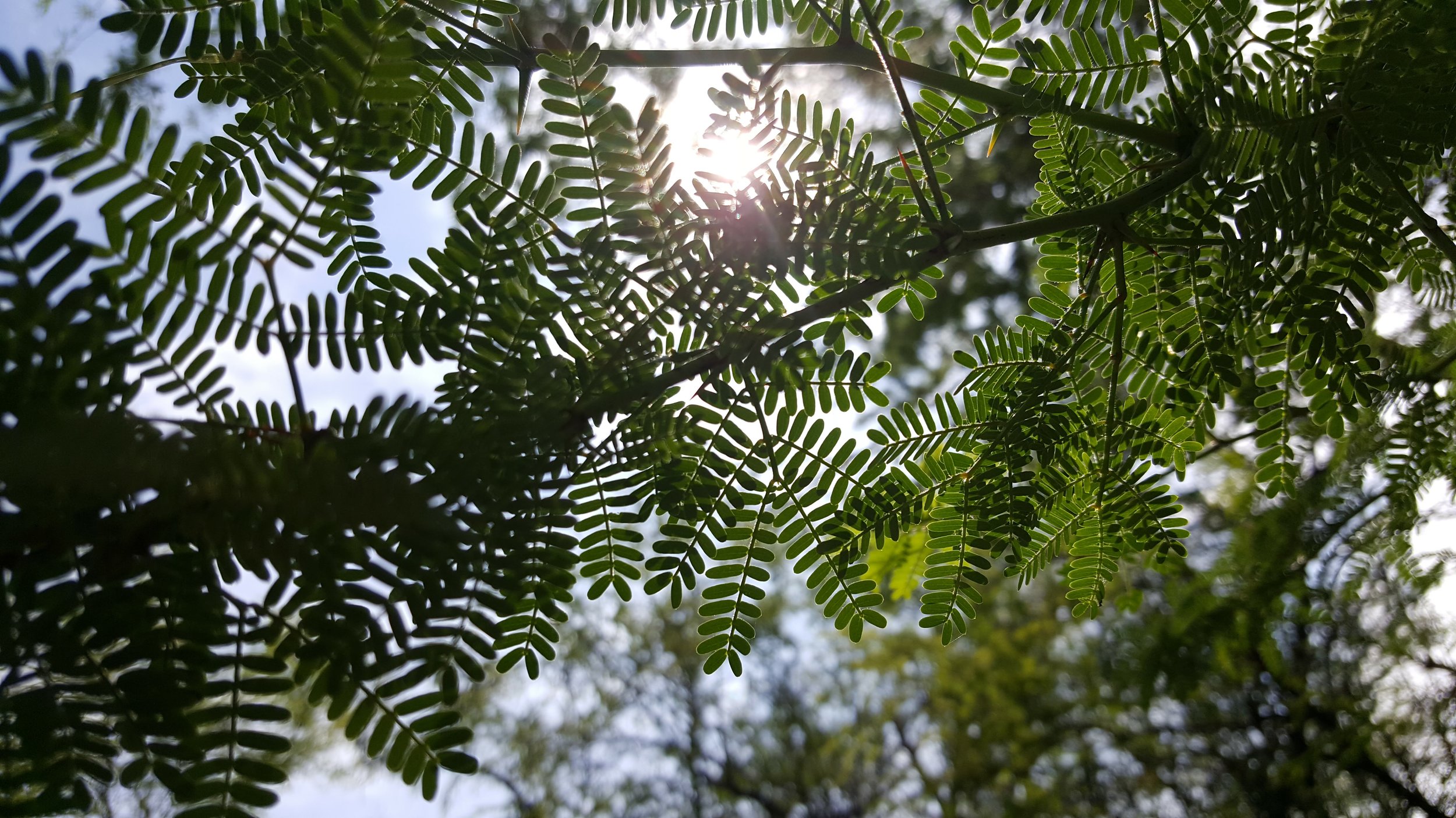 Hidden