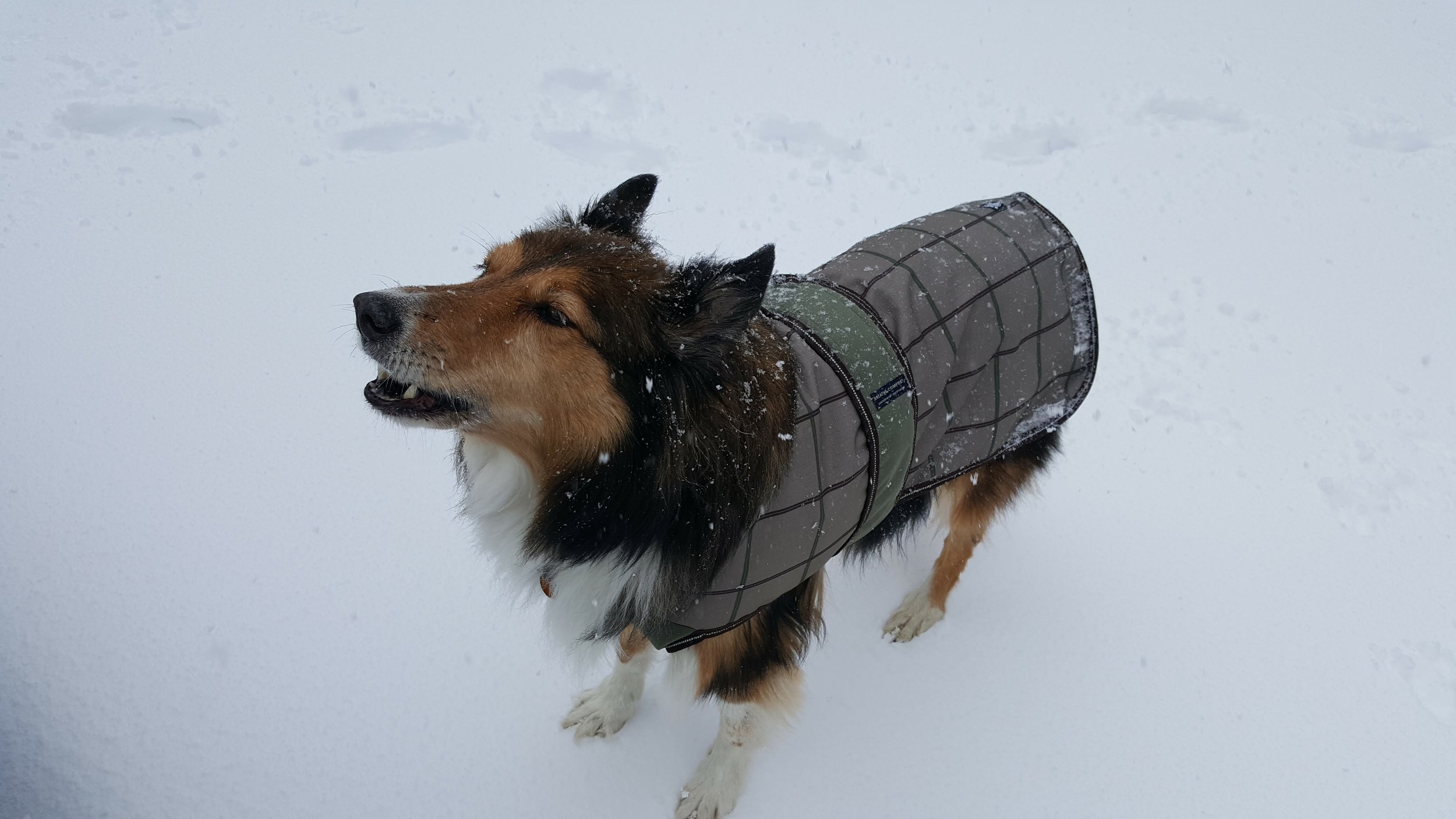 When I visited NJ earlier this month, I got to spend some time with Dalton, my sister's dog. He's 12 now and I used to walk him frequently when I lived nearby. I do miss him a lot.