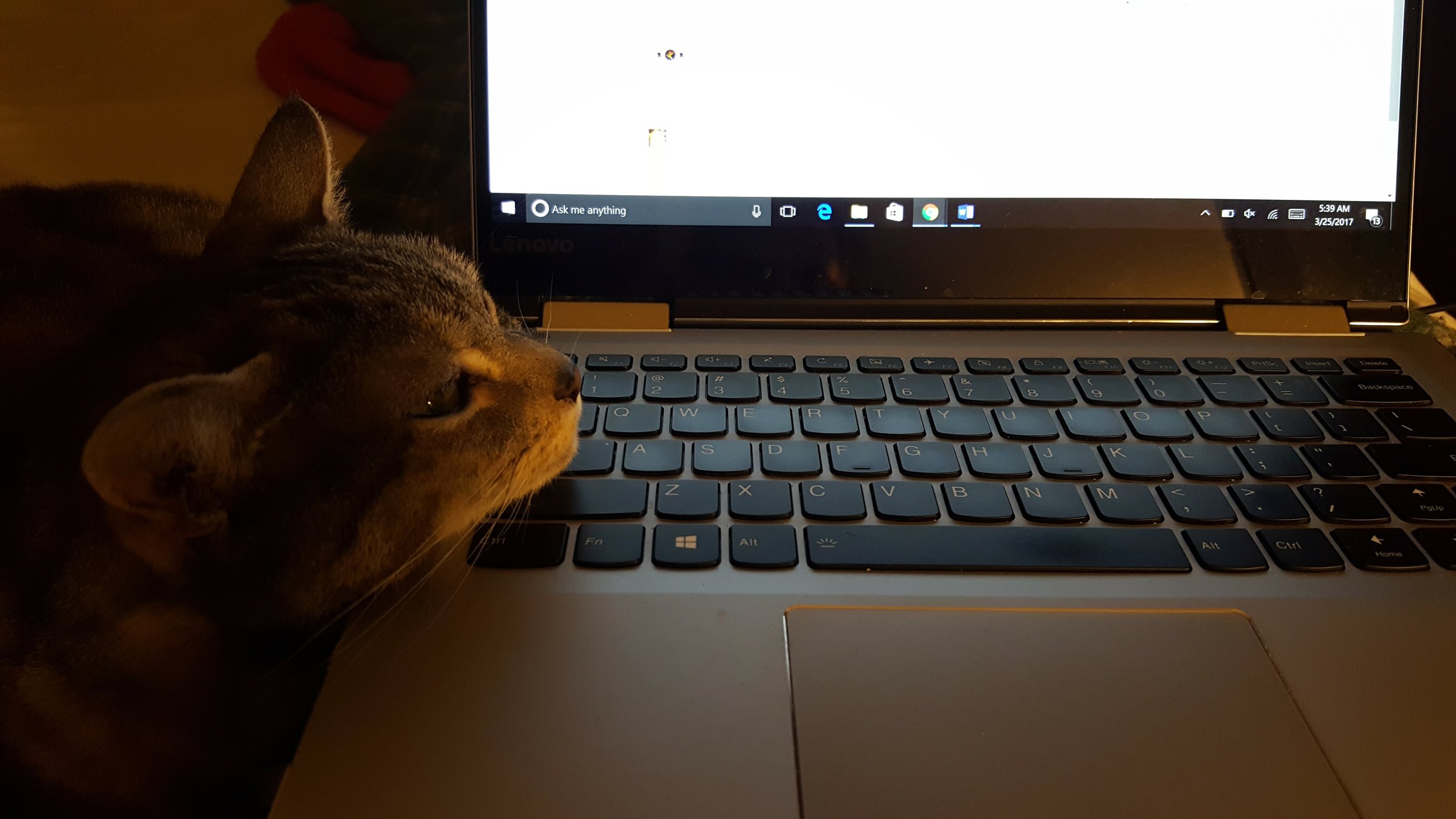 Catching up on emails with Belle