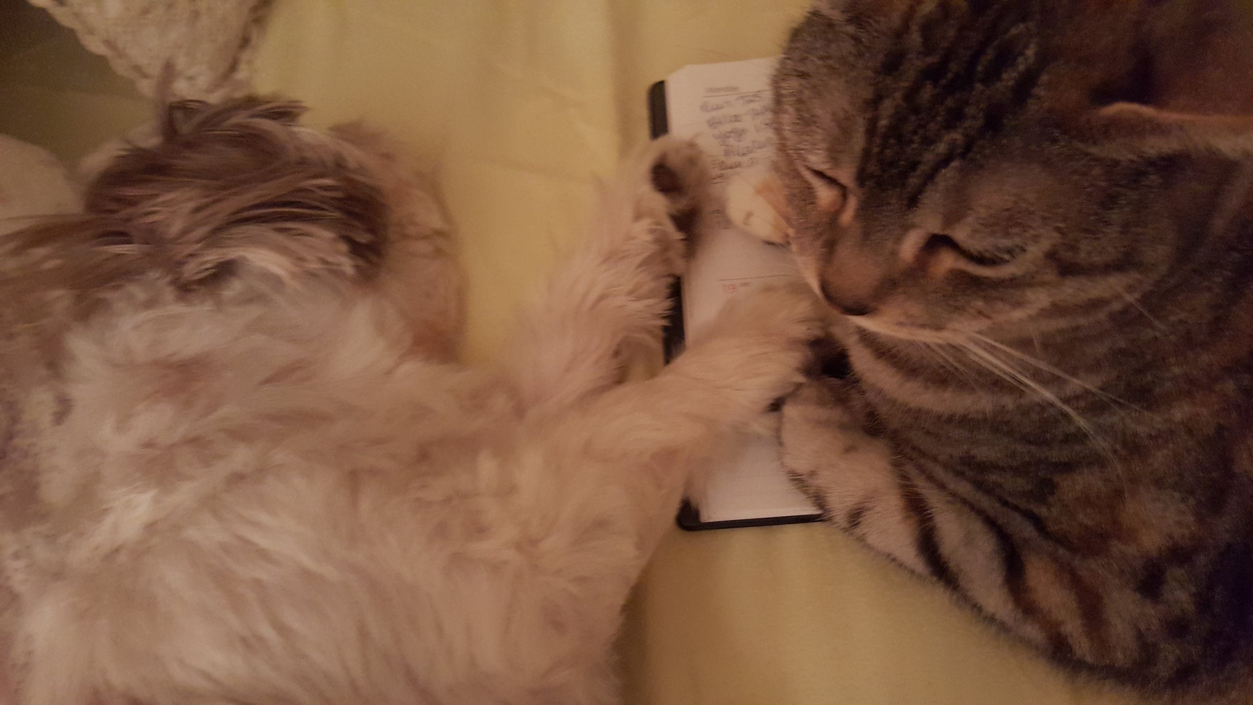 Belle and Coco planning their day