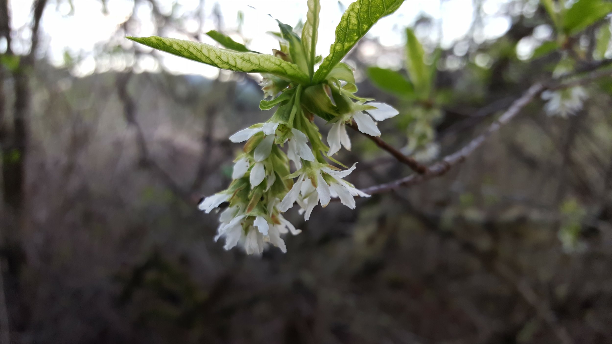 A walk in mindfulness