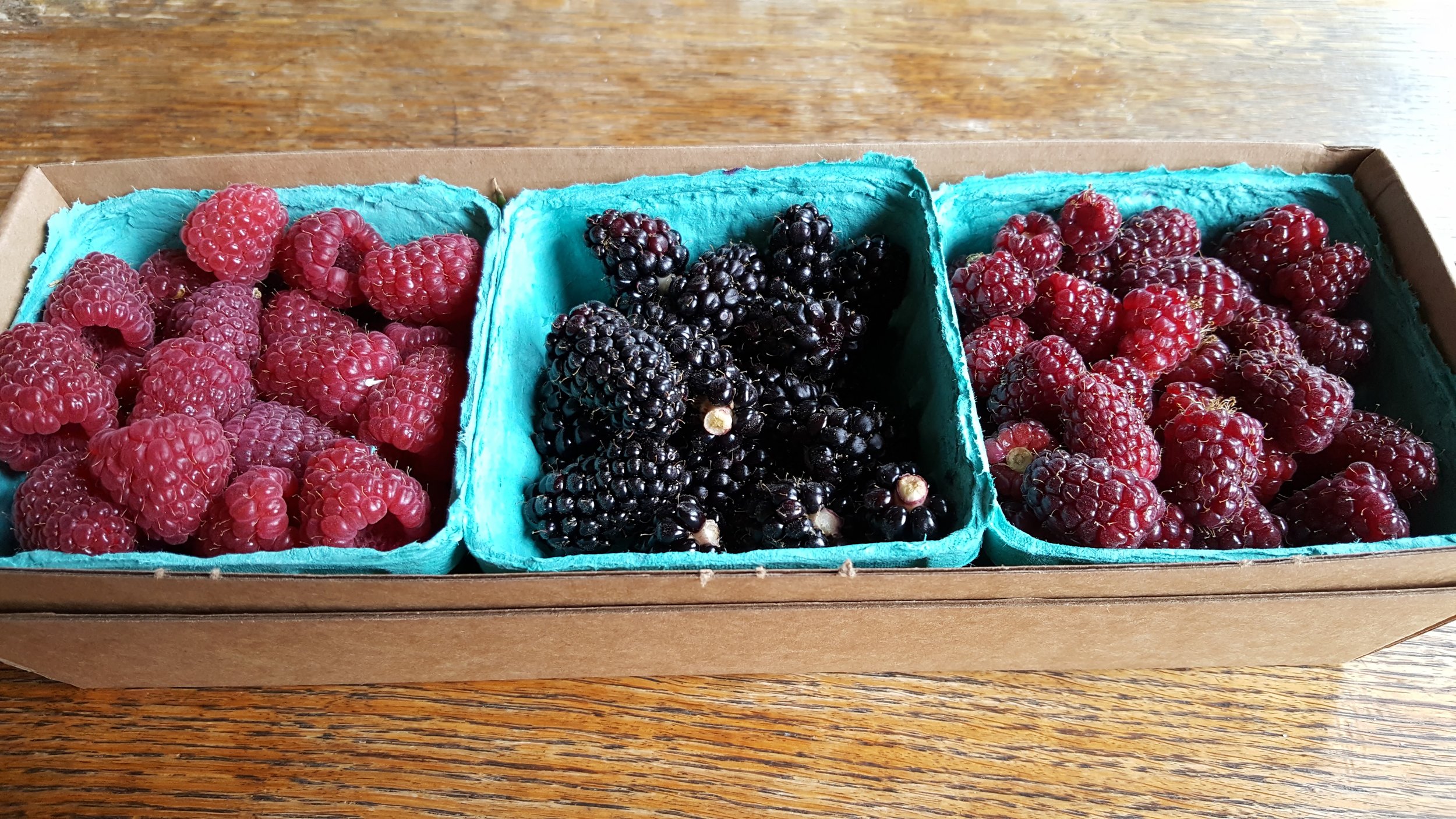 Fresh berries from Dennison Farms