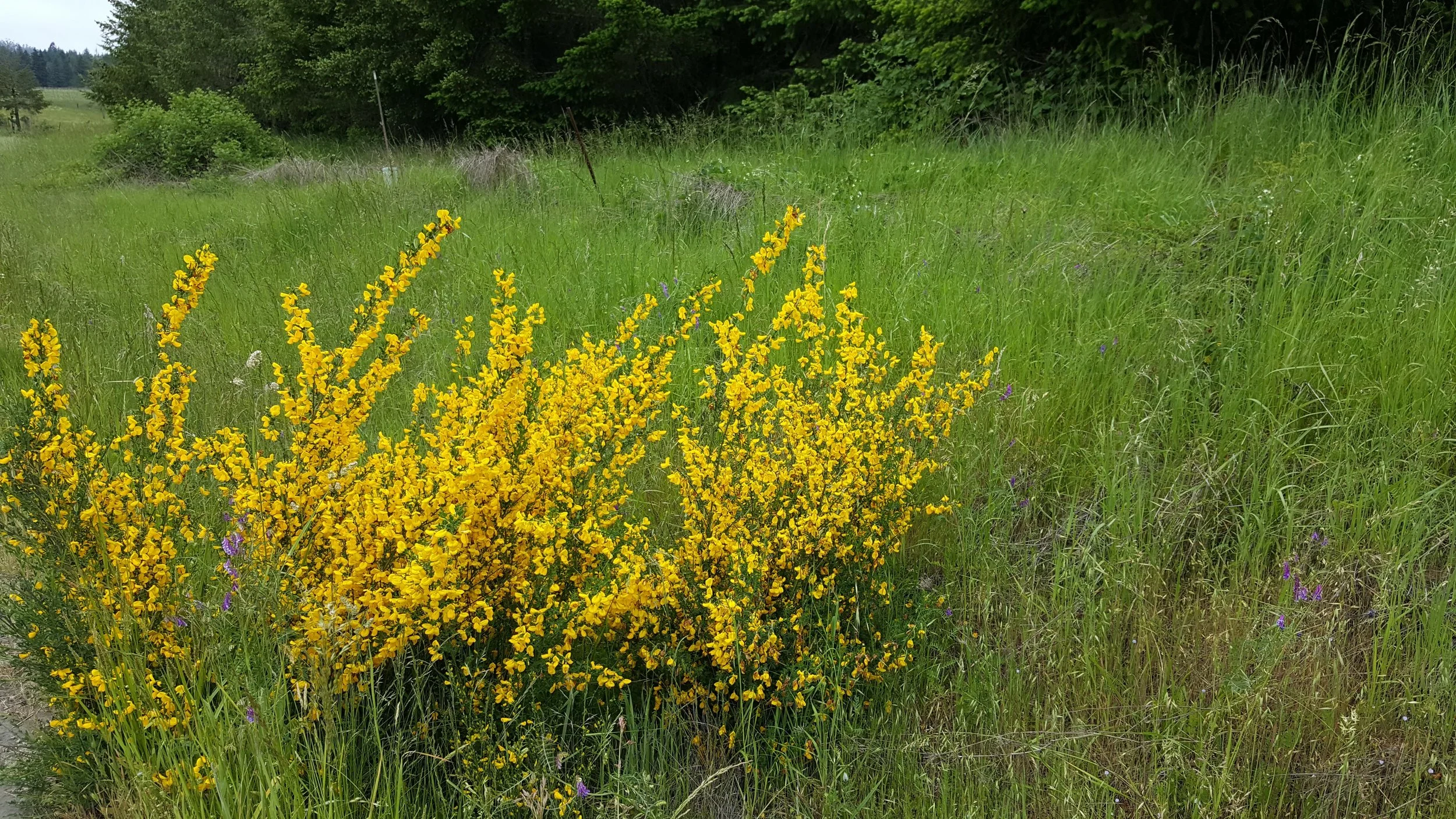 A beautiful shrub sighting on my run this morning