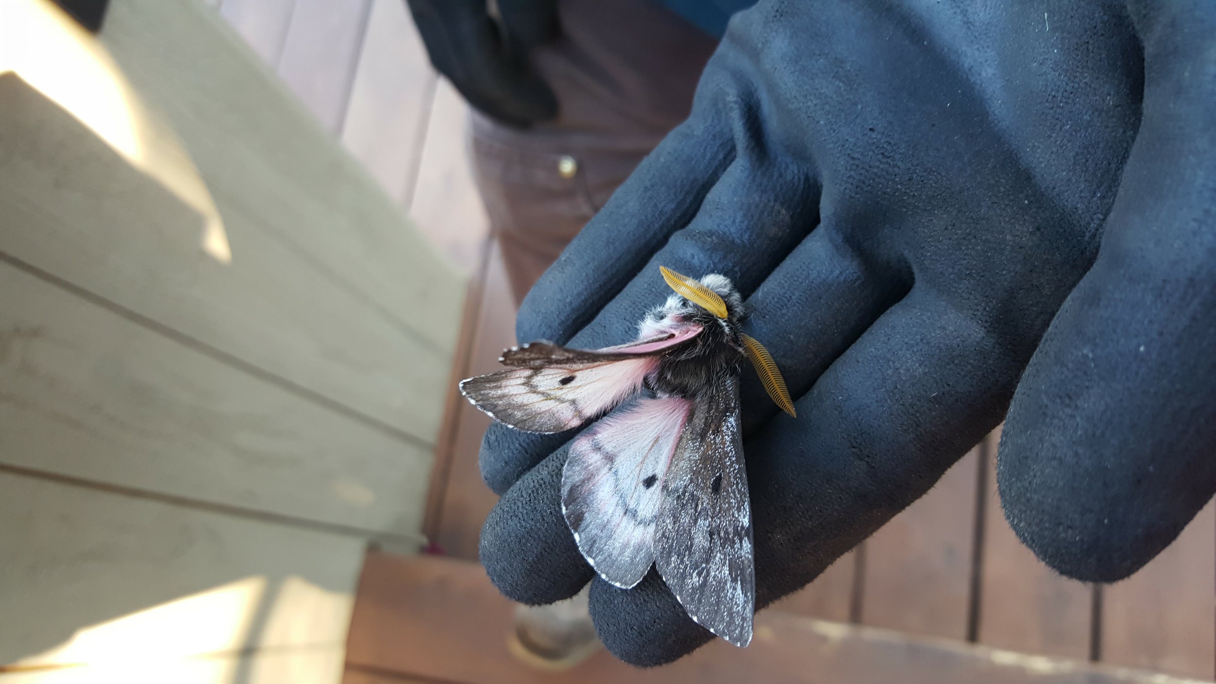 On my morning run, encountered a BBR employee who explained to me the history of the Pandora moth