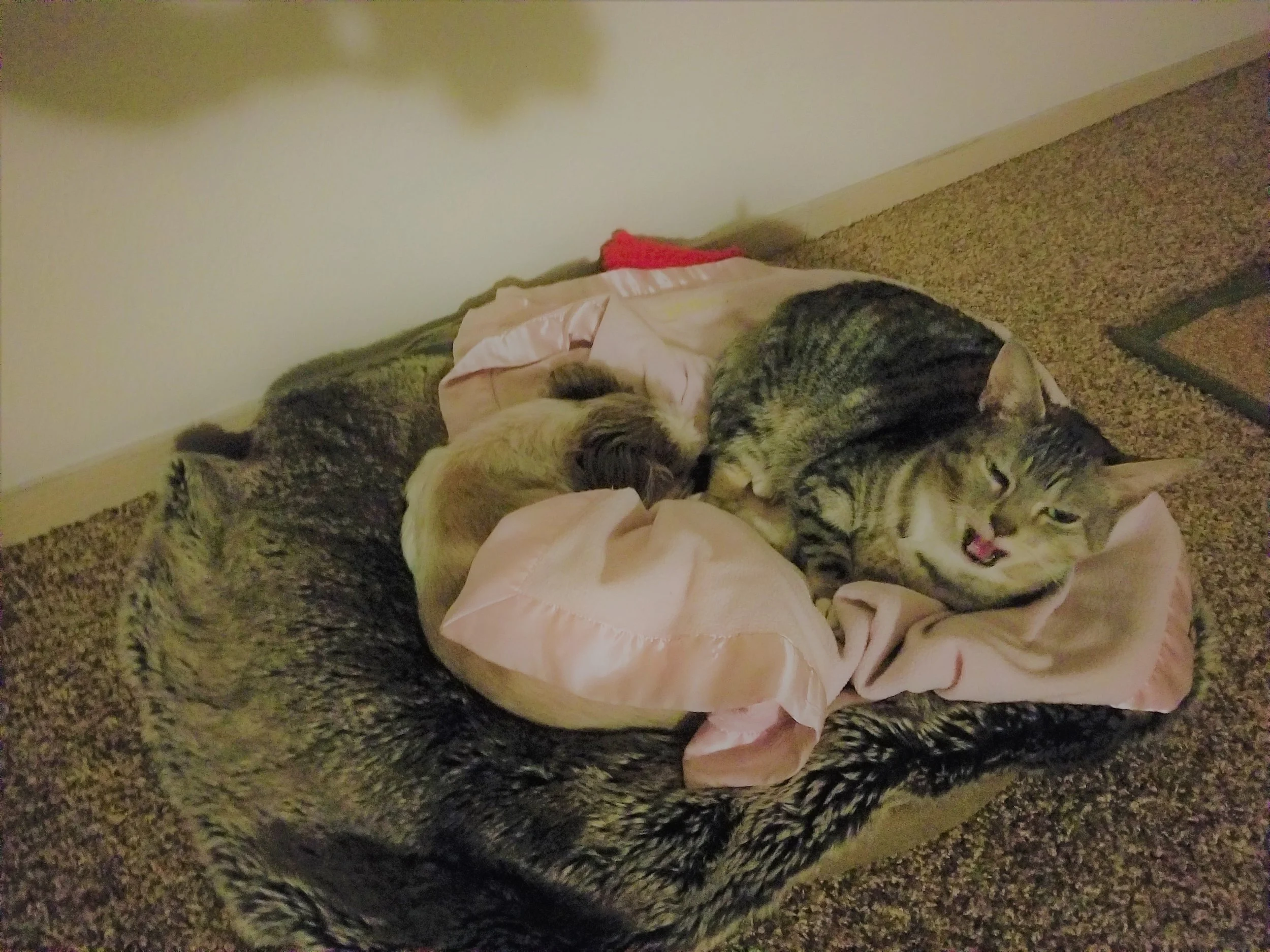 My pets Coco and Belle mean the world to me. To know they are healthy and happy just makes my heart melt.
