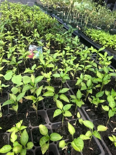 Rolling Meadows greenhouse serves up greens for families in need