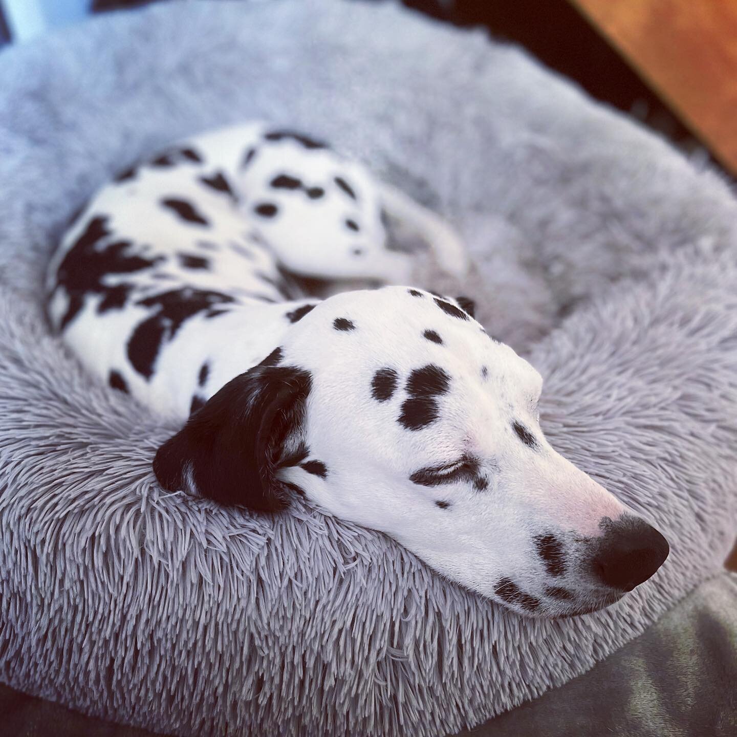 Apparently it&rsquo;s #bringyourdogtoworkday so as we mostly work from home on Fridays this is a pic of @luluthedally chilling next to our CEO Helen 👌🏼🥰
.
Happy Weekend Peeps :).
#cute #dalmatian #sleepypup