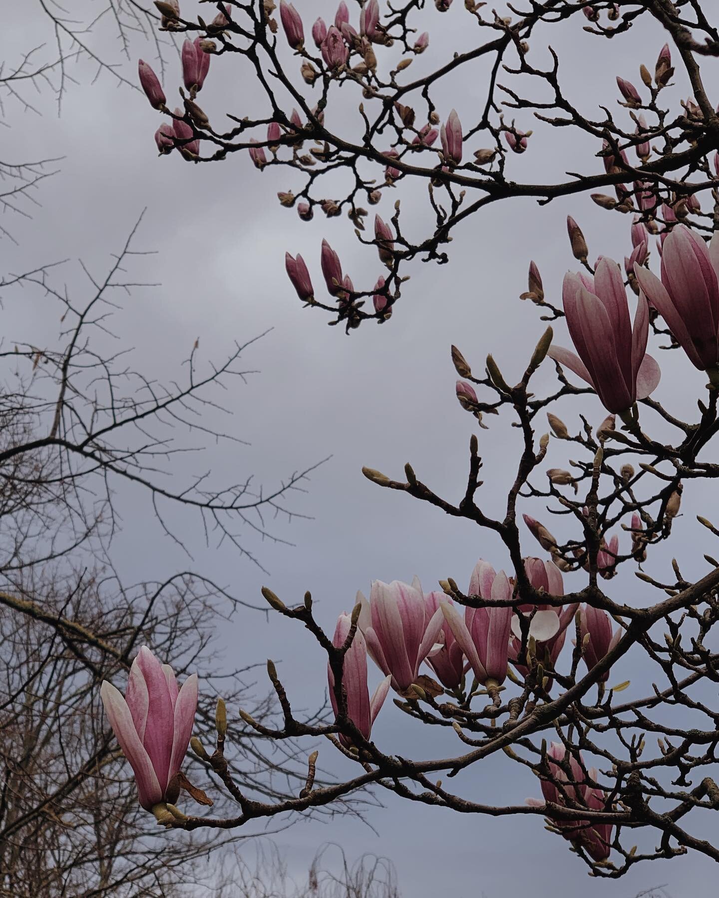 Hello Magnolias 🩷 Spring in Paris 🌸
.
.
.
.
.
#springinparis #springblooms #girltravel #travelparis #springiscoming #visitparis 
Paris springtime, Travel tips, Spring season, what to do in paris in spring, when to visit paris, magnolias in paris