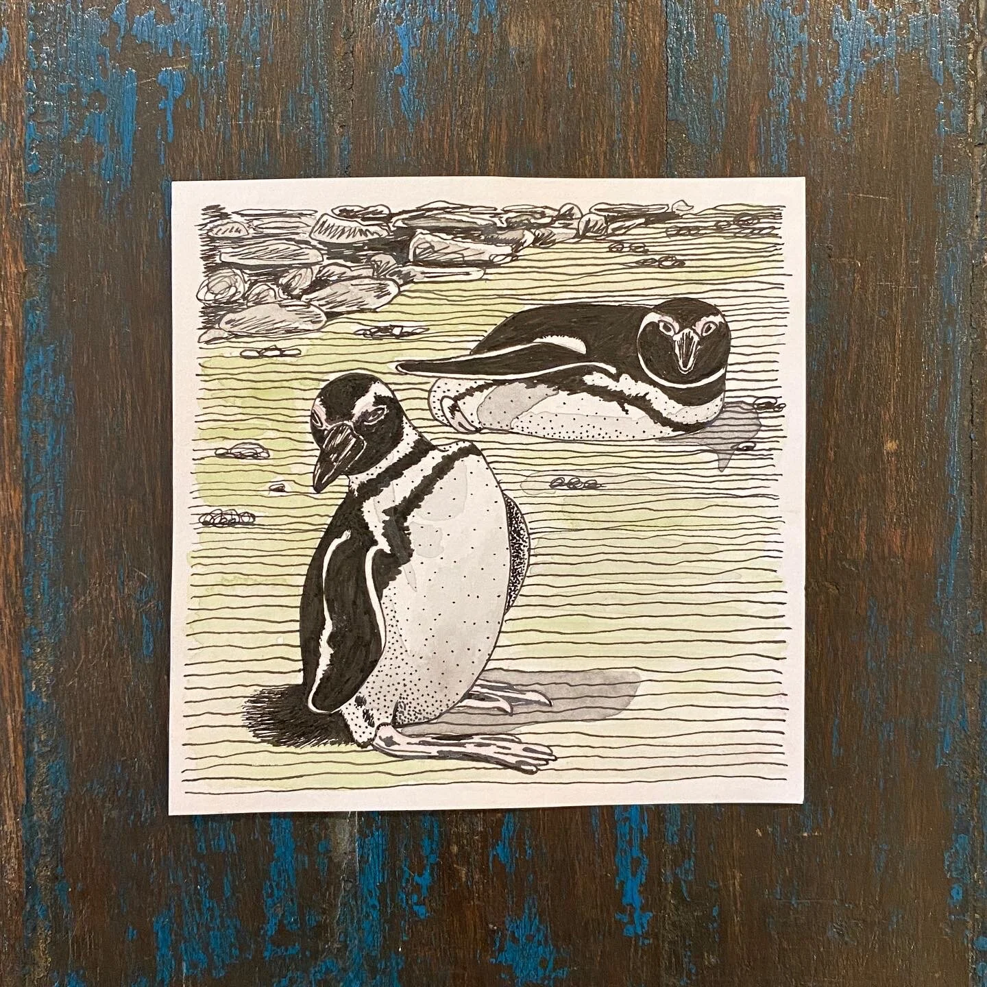 Patagonia Penguins 