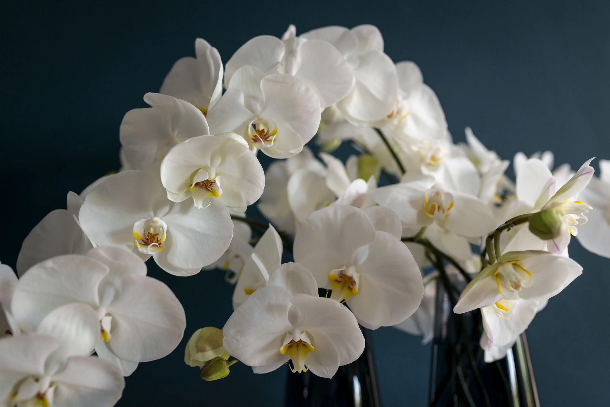 DSC_2092_White_Orchids.jpg