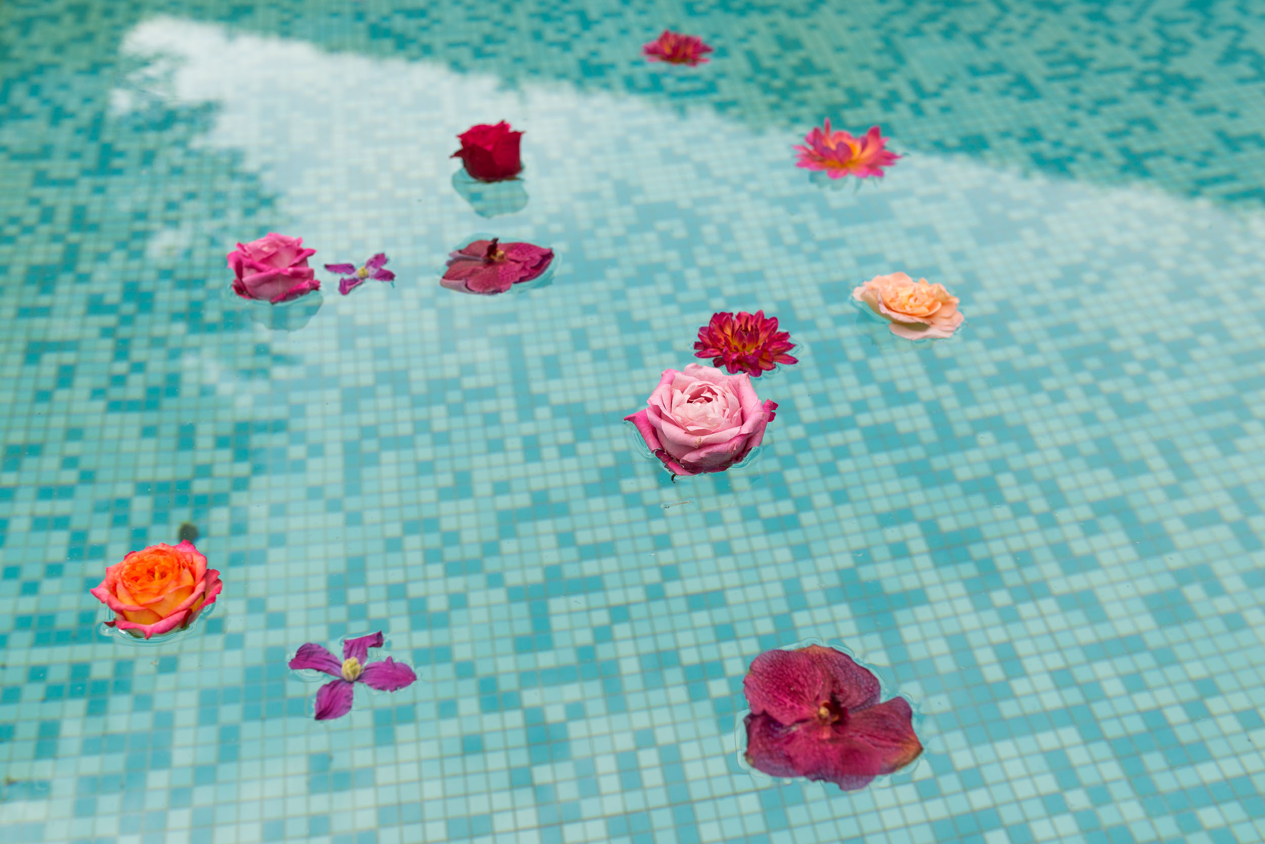 DSC_2274_Flowers_Water.jpg