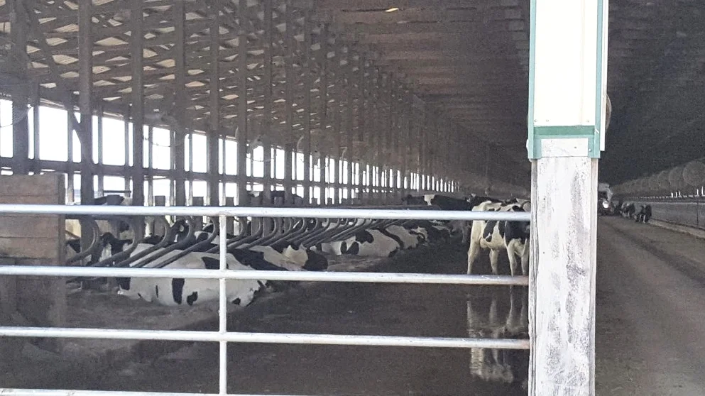 Cattle Shed