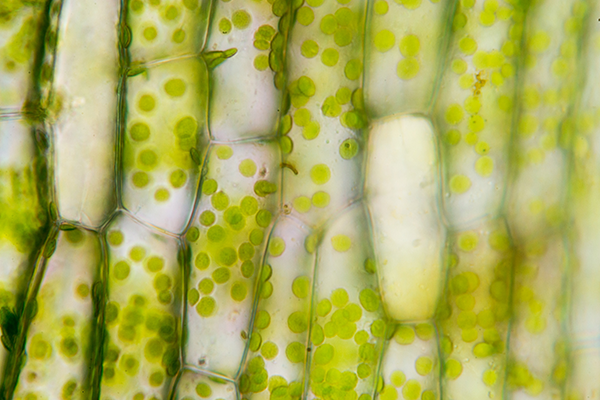 algae.png