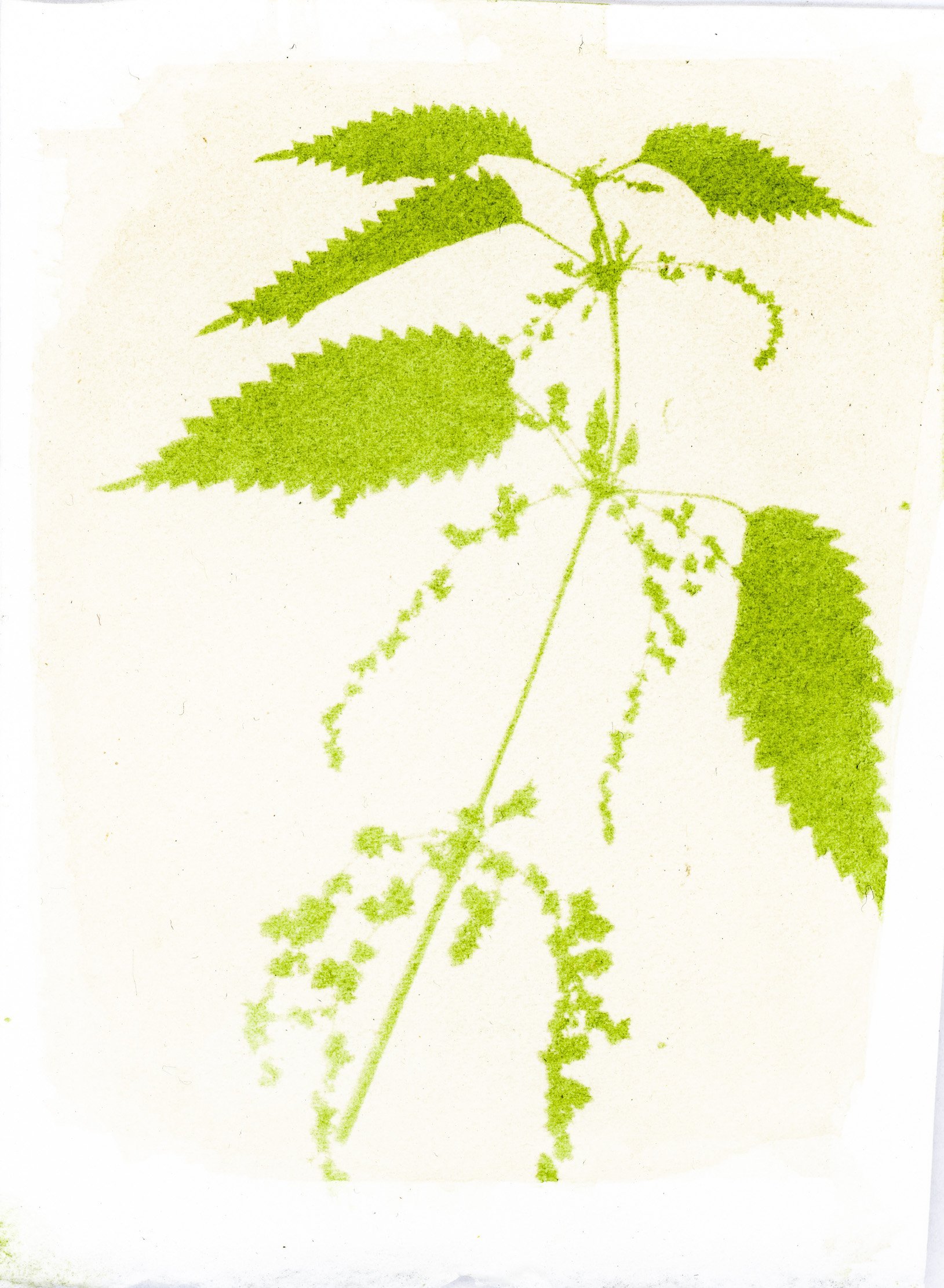 Anthotype-Botanical Printmaking with plant juices