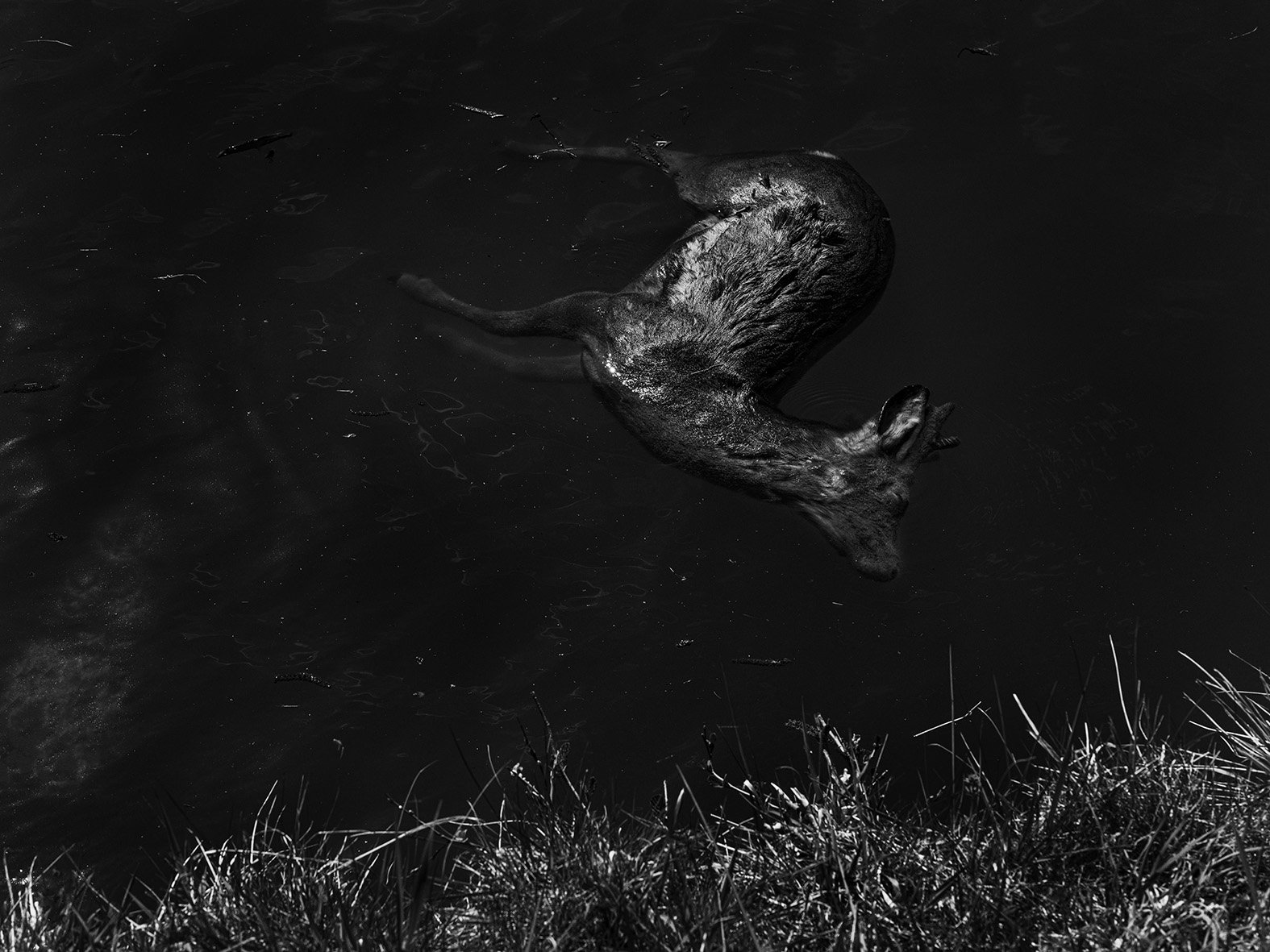 _DSF2492 Chevreuil.jpg