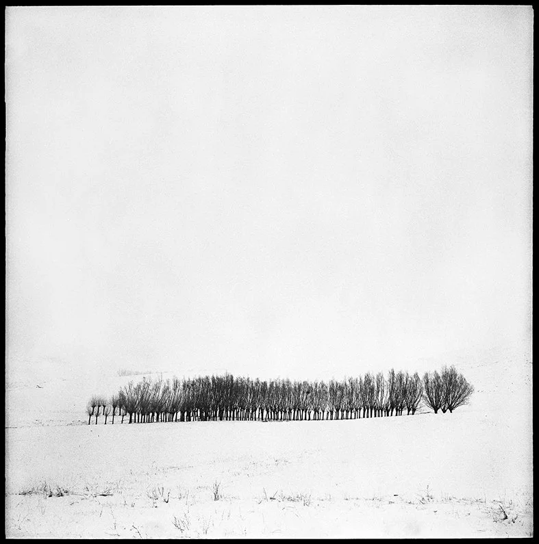 Arbres enneigés-7bis copie.jpg