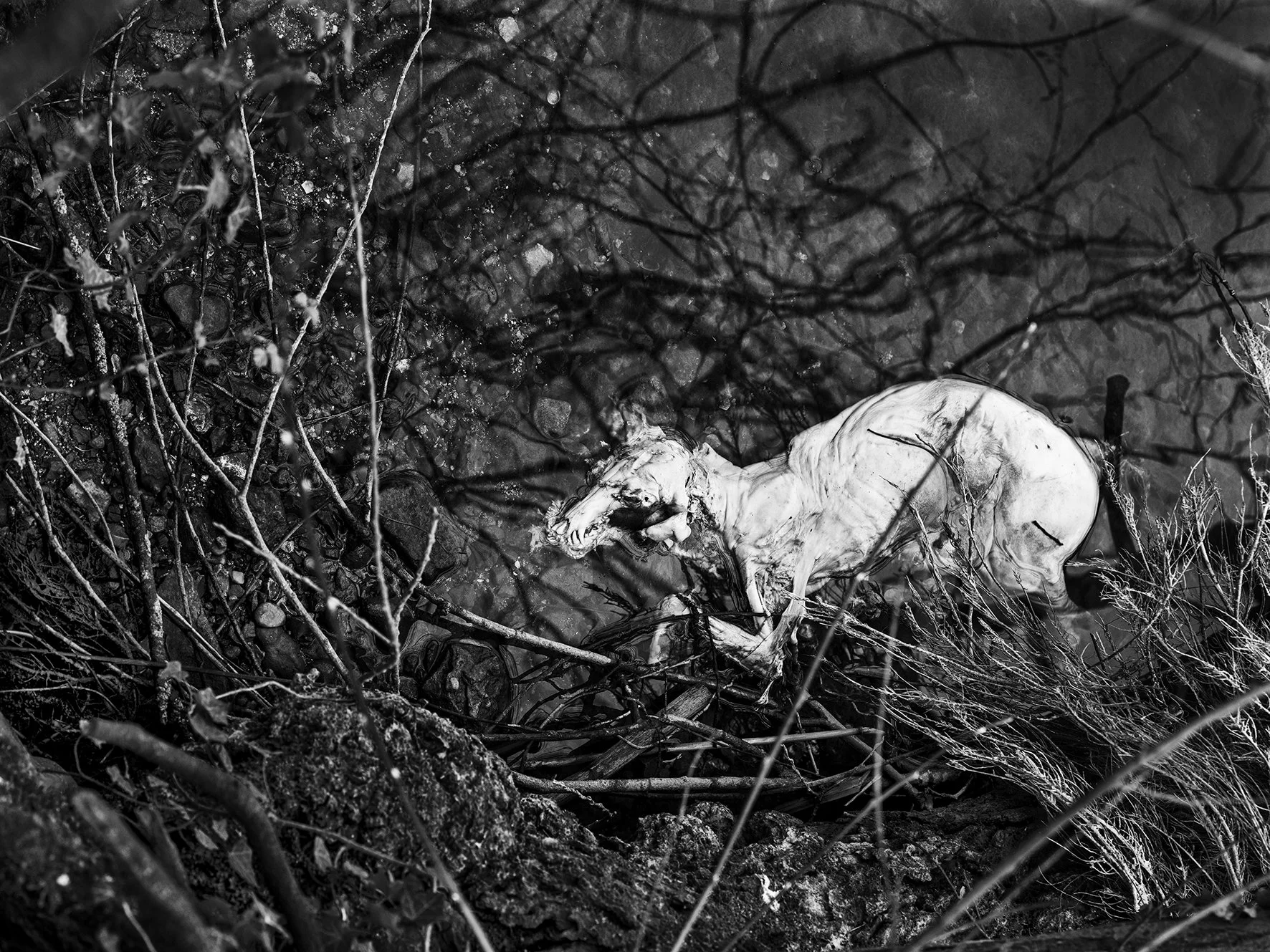Canal_DSF1665 chien mort.jpg