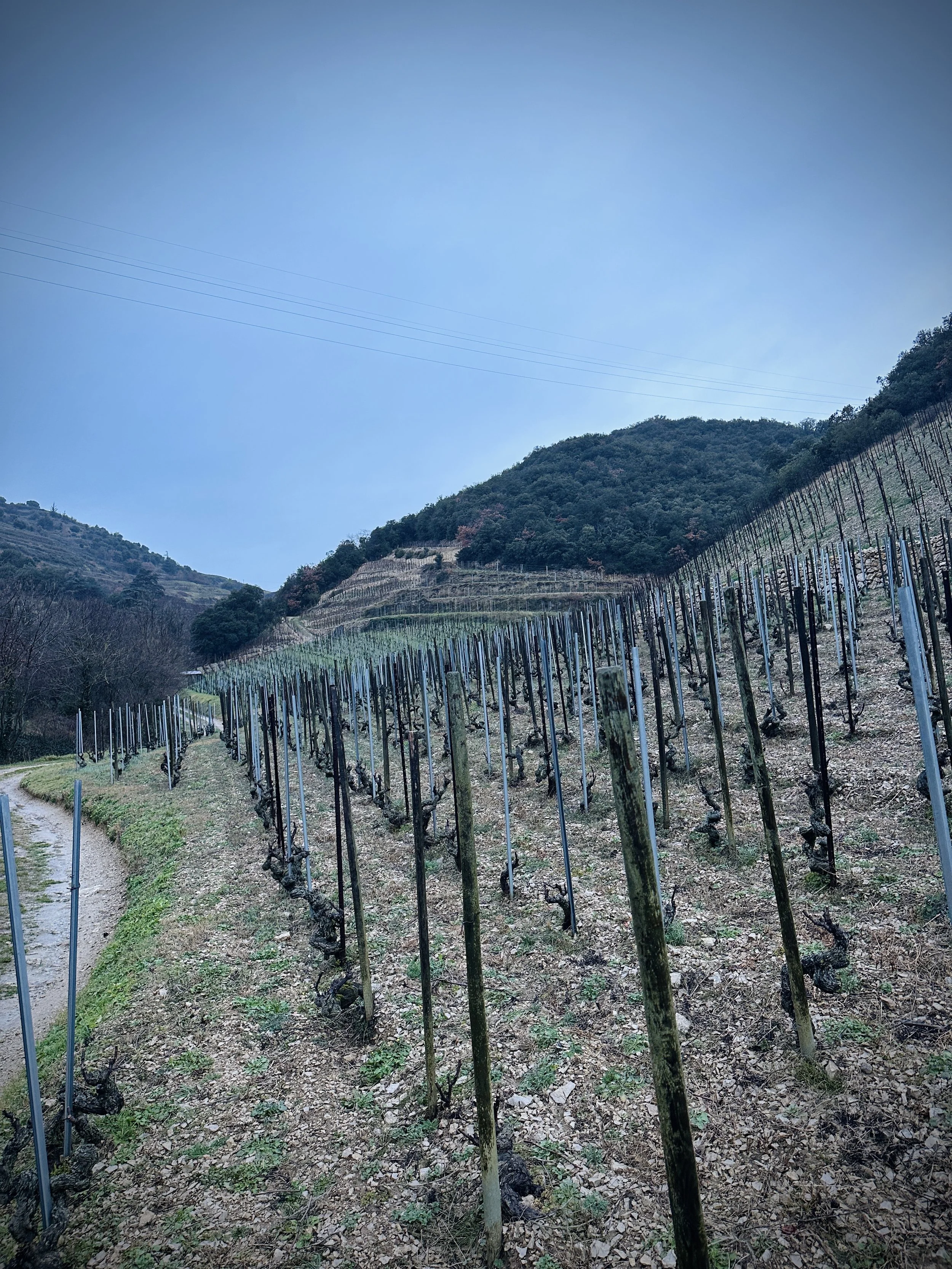 MATTHIEU BARRET CORNAS VINEYARD 3.jpg