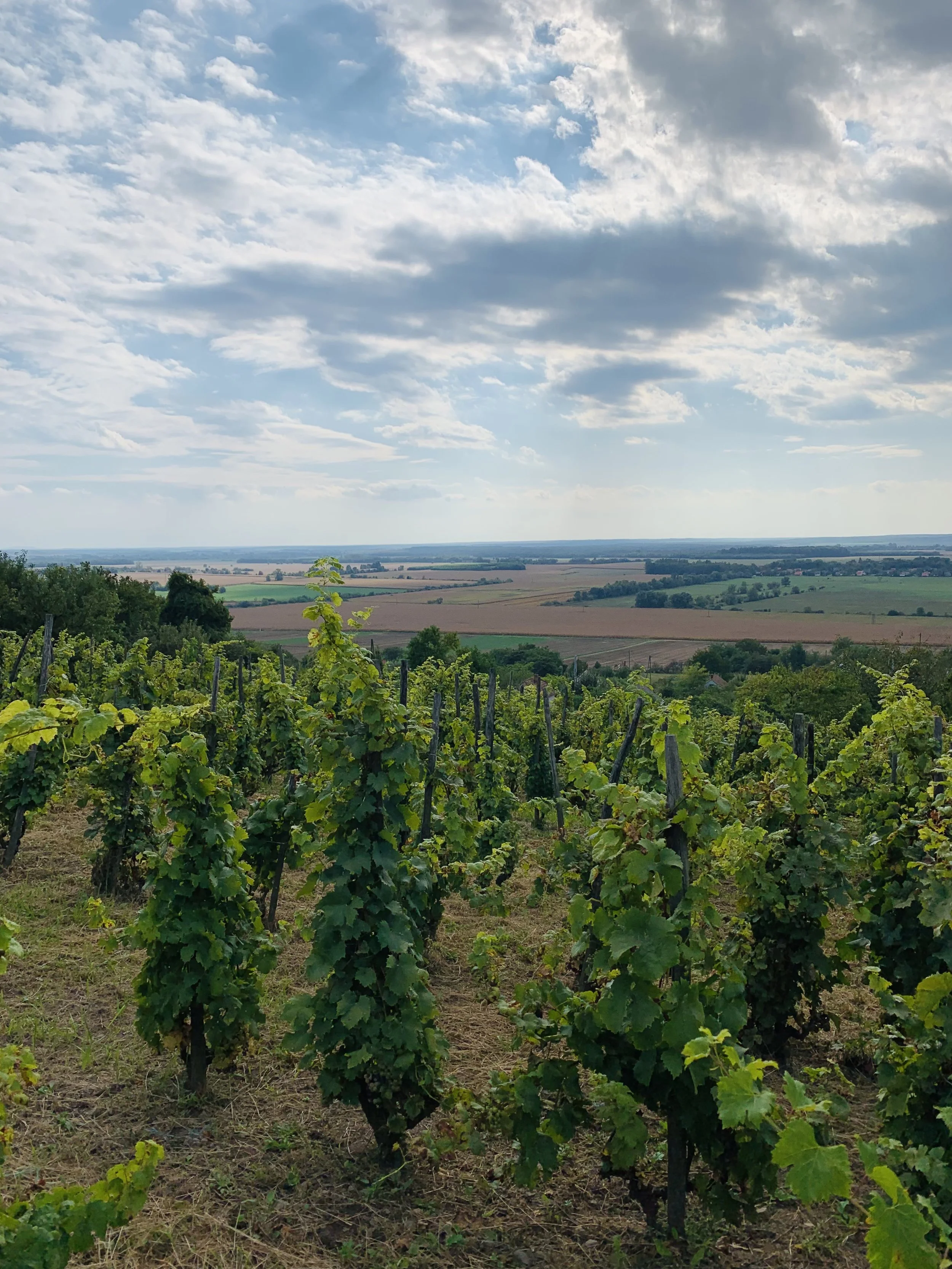 PETER WETZER SAG VINEYARD.jpeg
