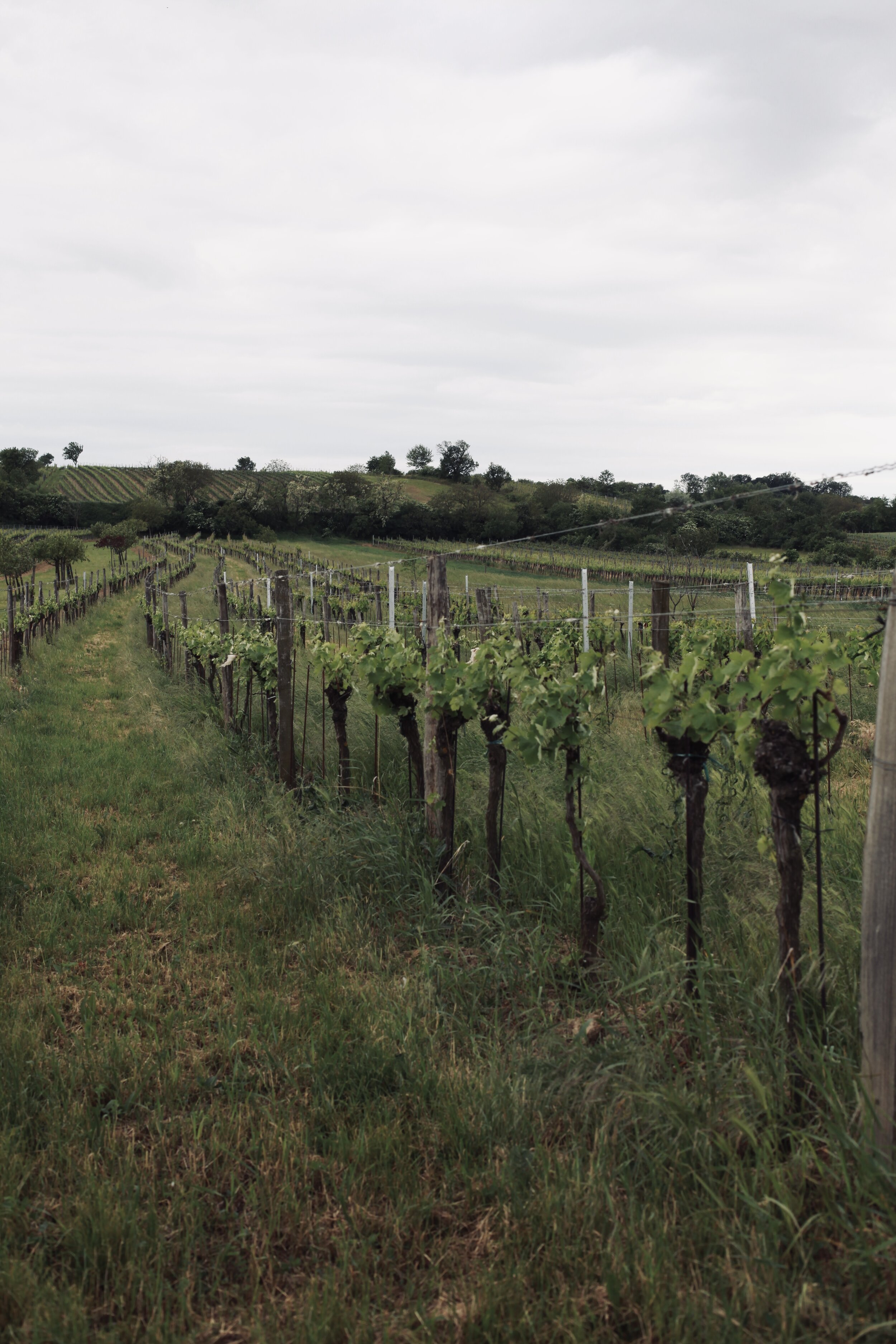 GUT OGGAU TRAINED VINEYARD.jpg