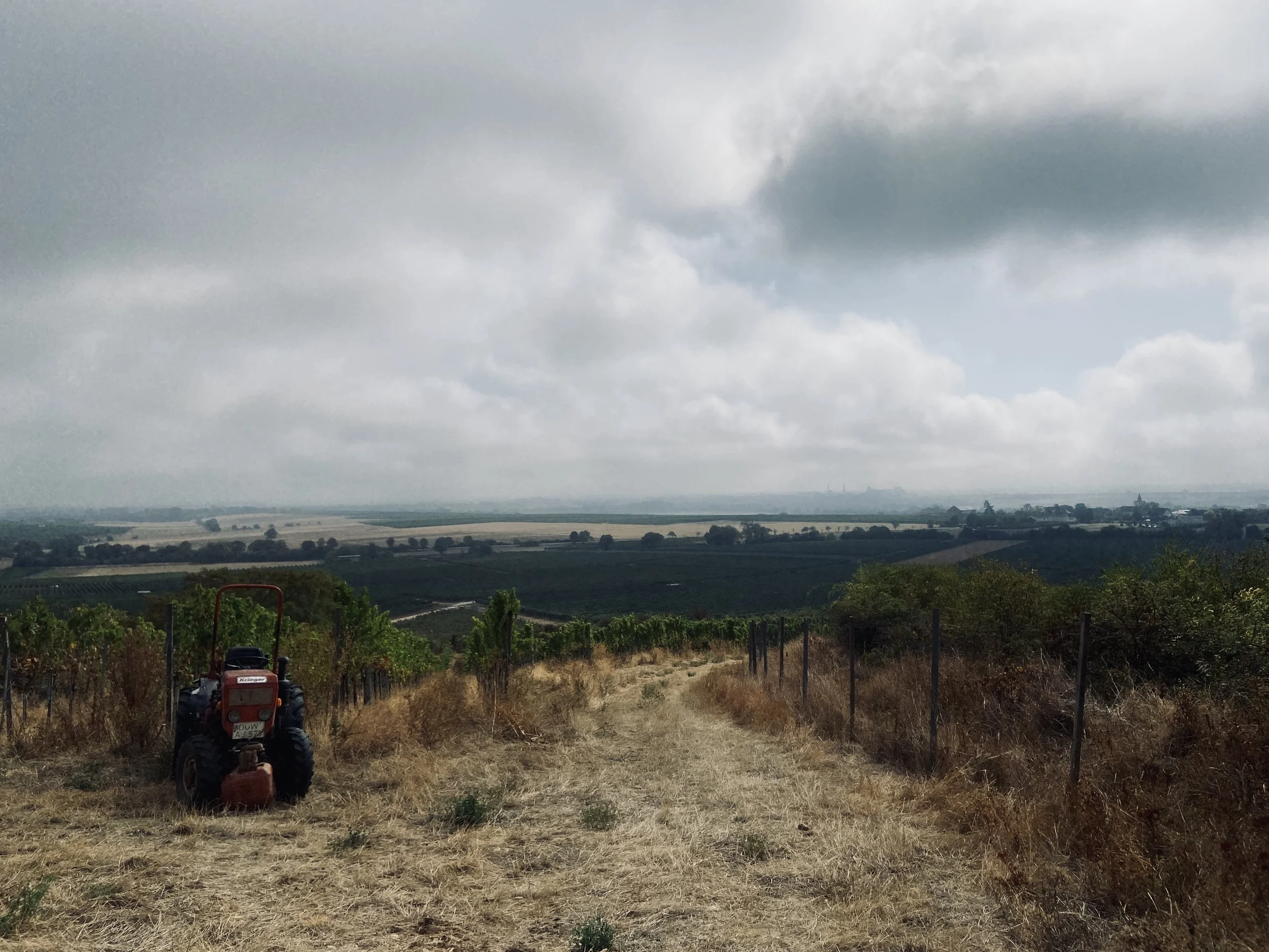 BRAND BROS VINEYARD OVERVIEW.jpg