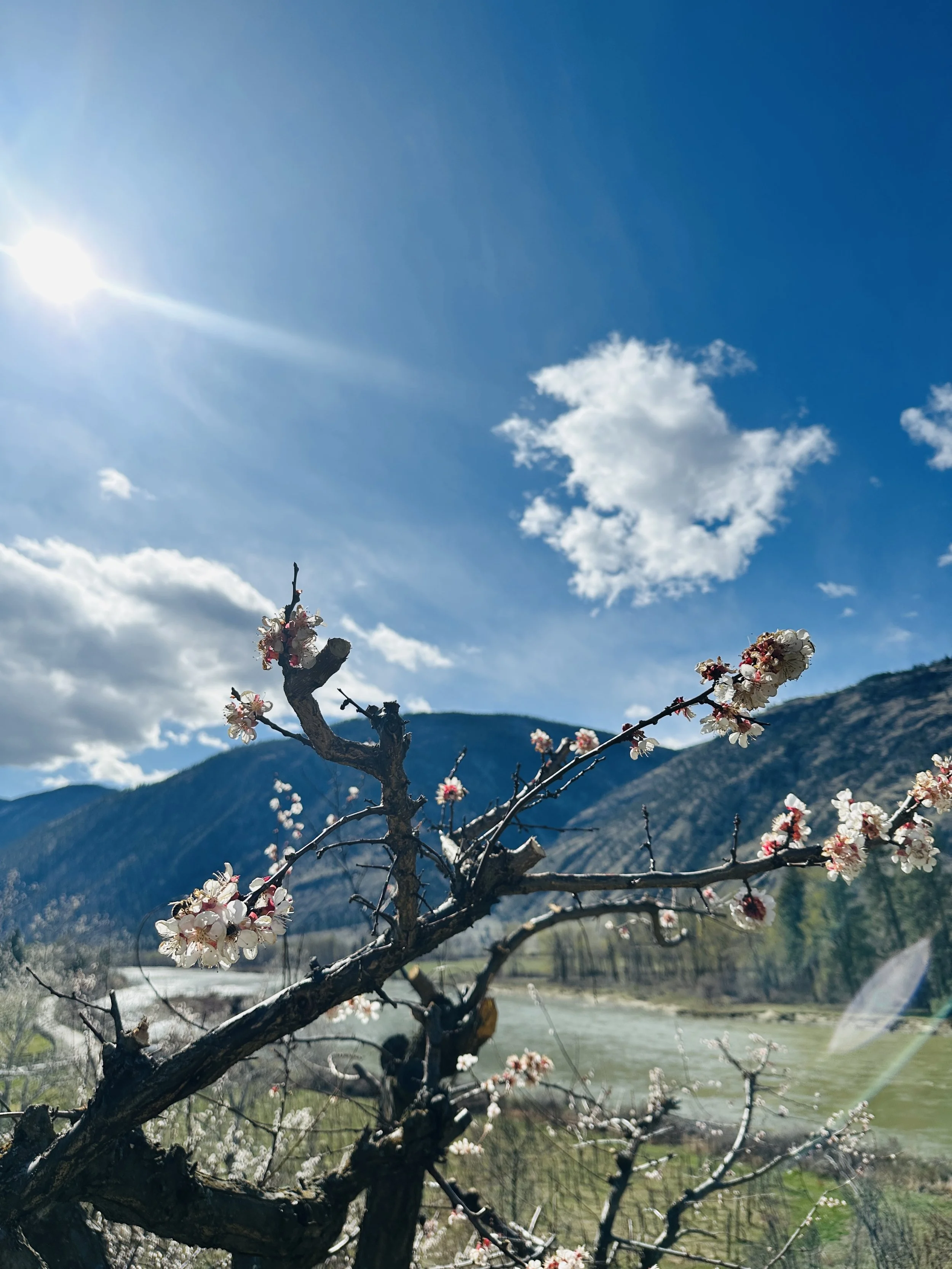 SCOUT VINEYARD APRICOT BLOSSOMS.jpg