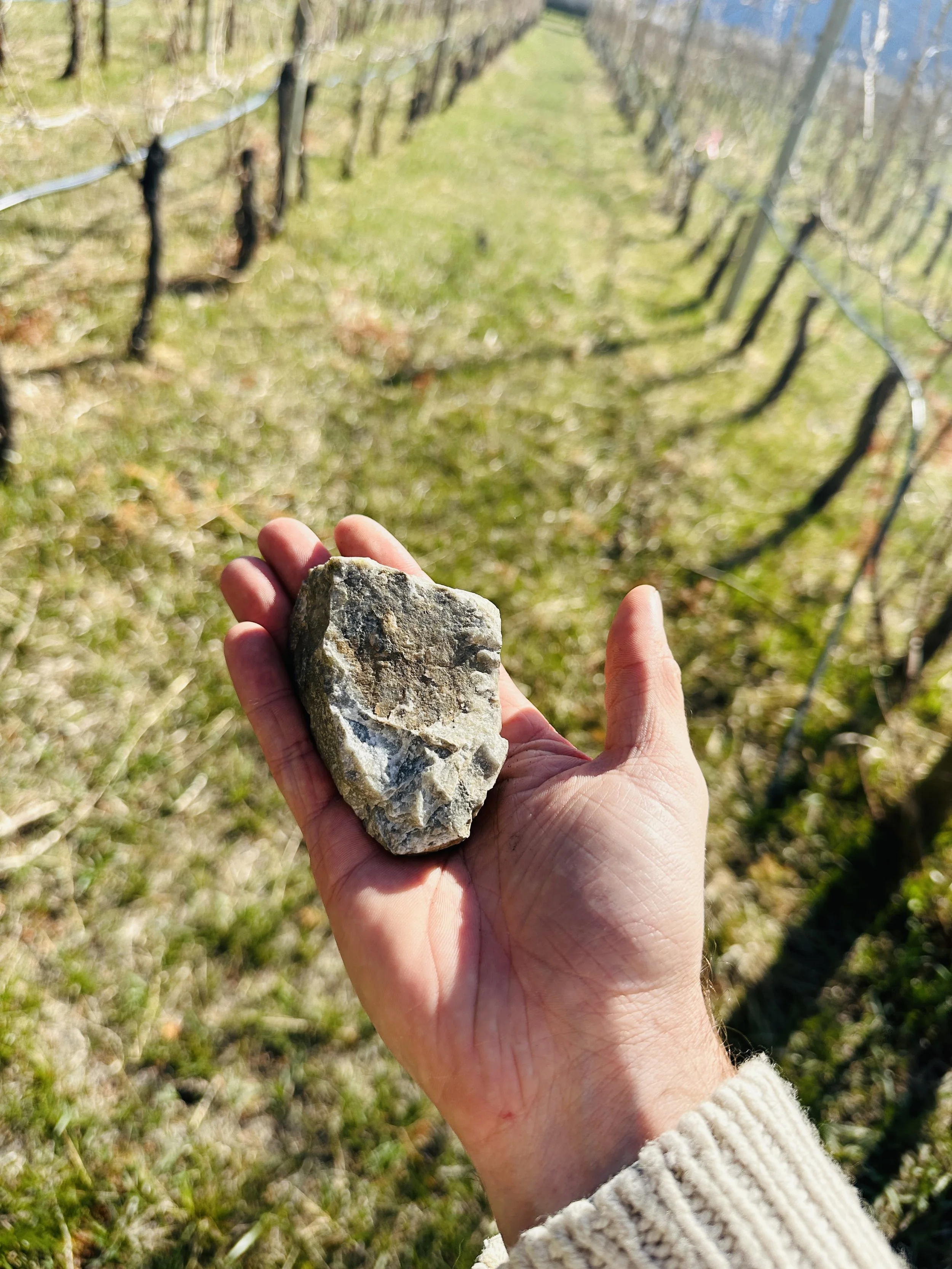 SCOUT VINEYARD SOILS.jpg