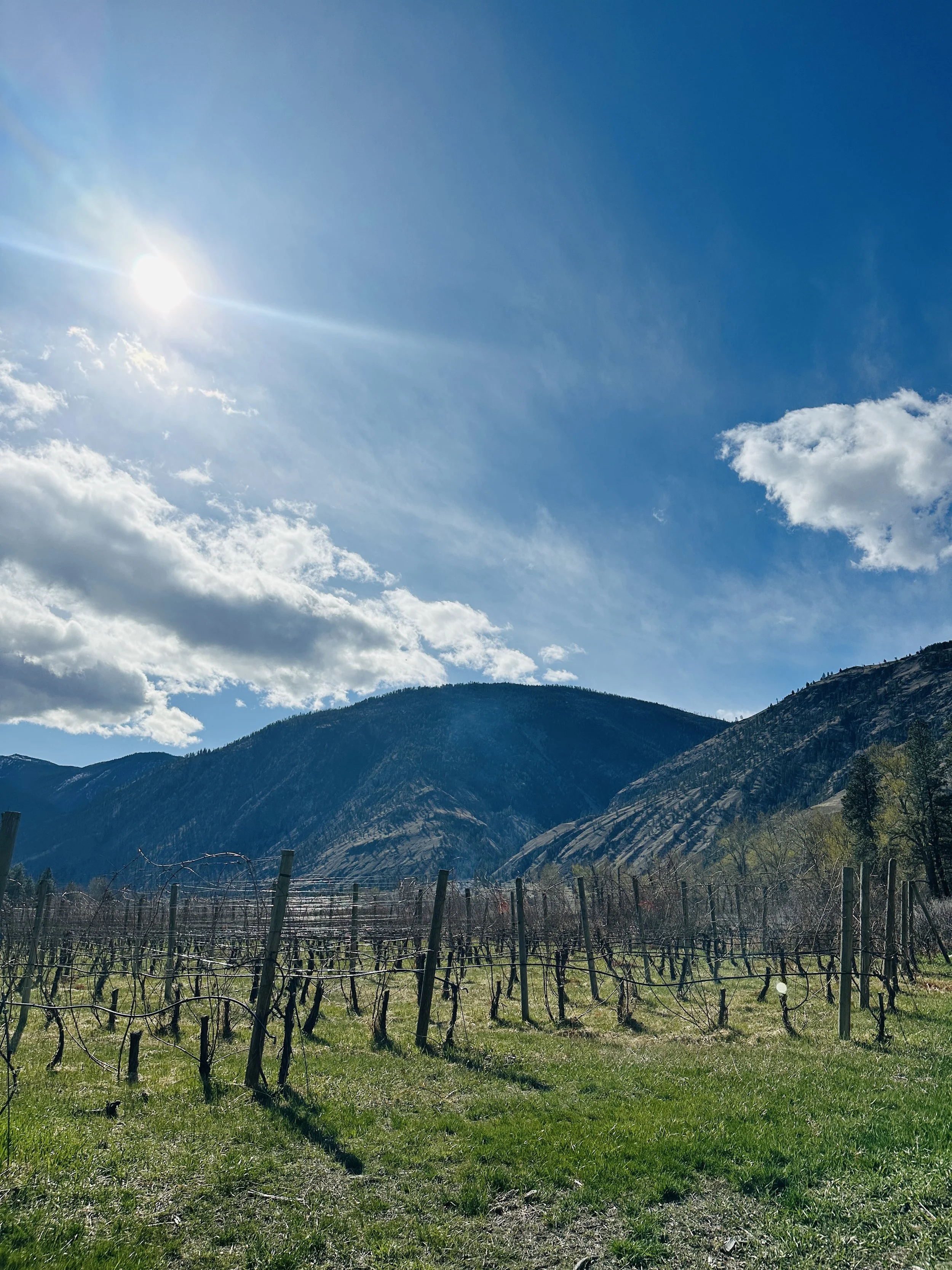 SCOUT VINEYARD VINES 1.jpg