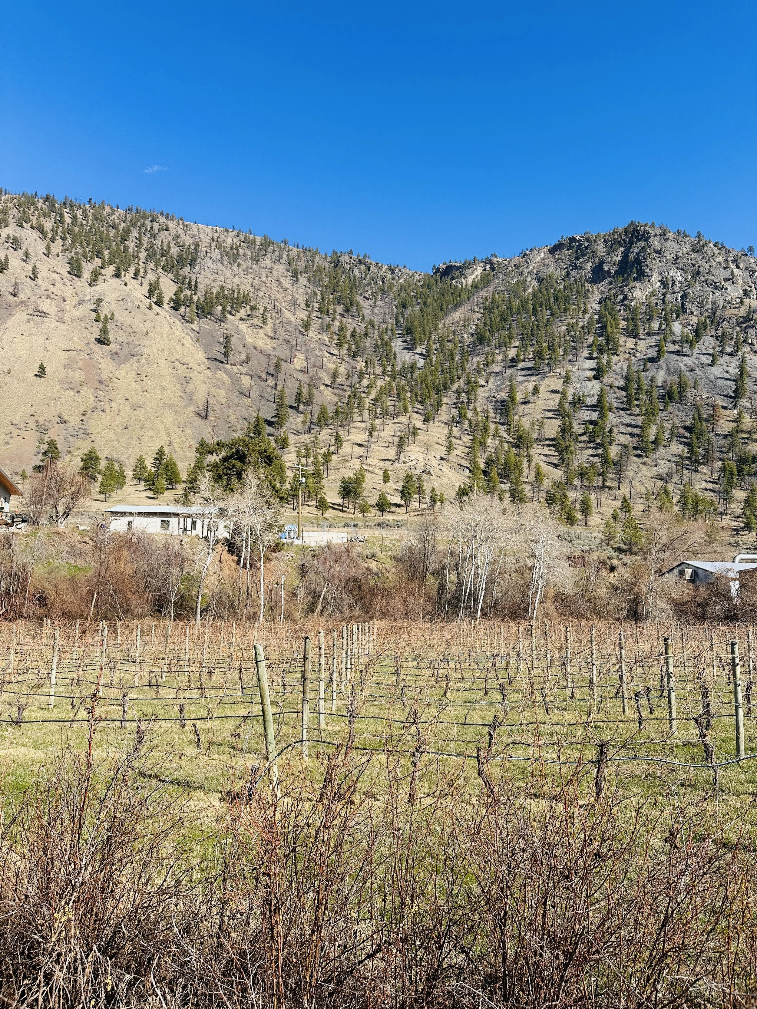 SCOUT VINEYARD VINES 2.jpg