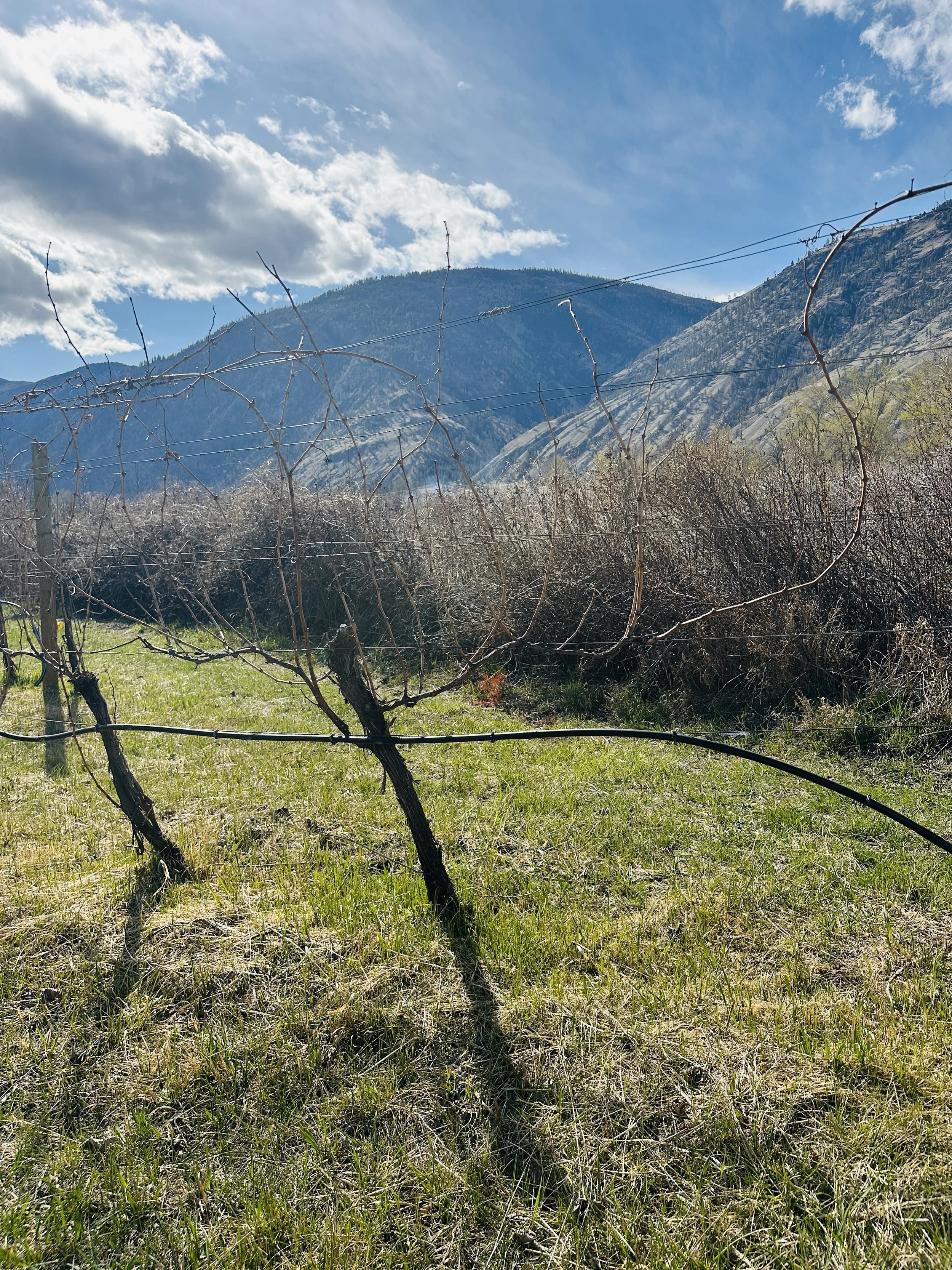 SCOUT VINEYARD VINES 3.jpg