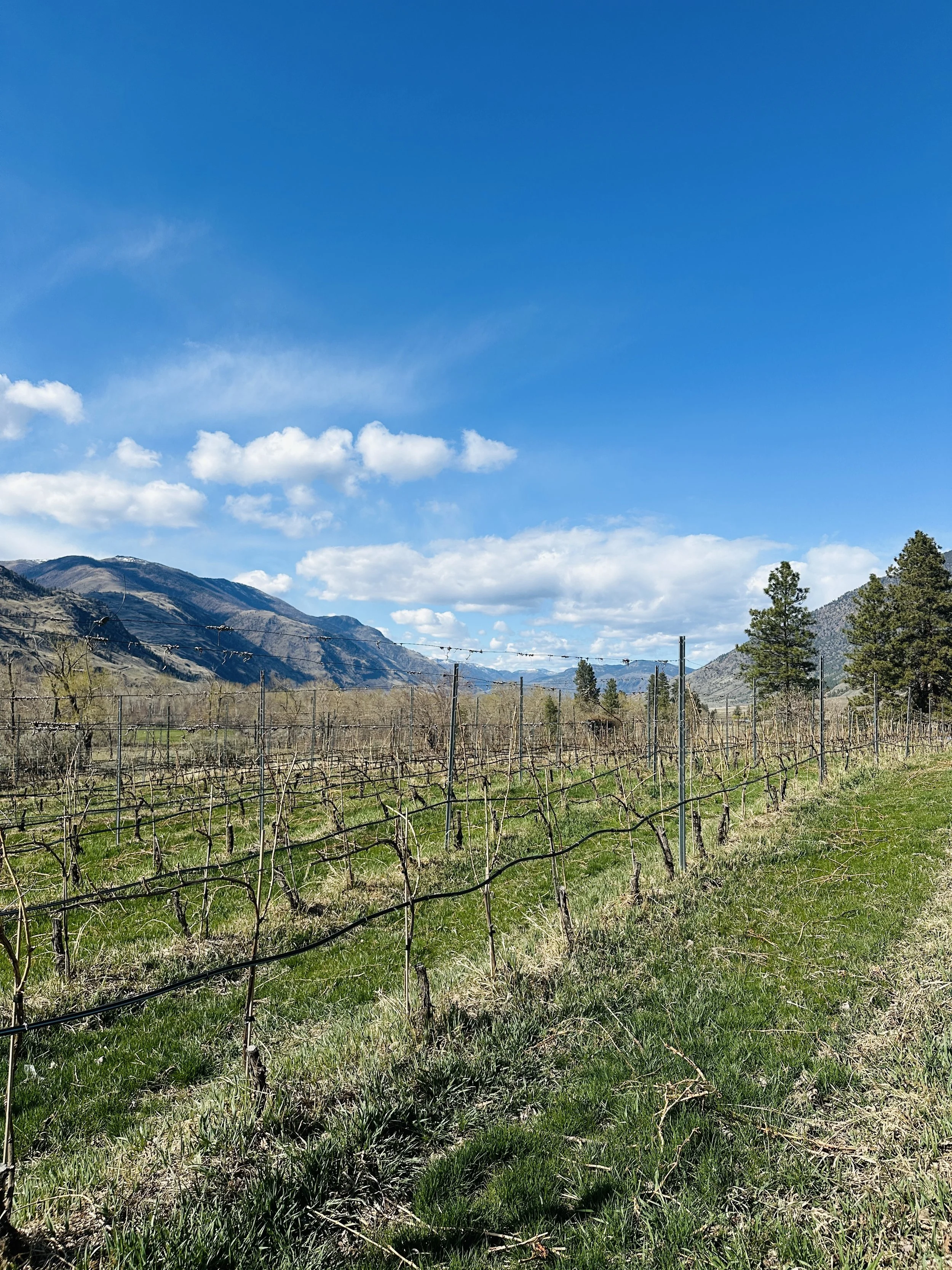 SCOUT VINEYARD VINES 4.jpg