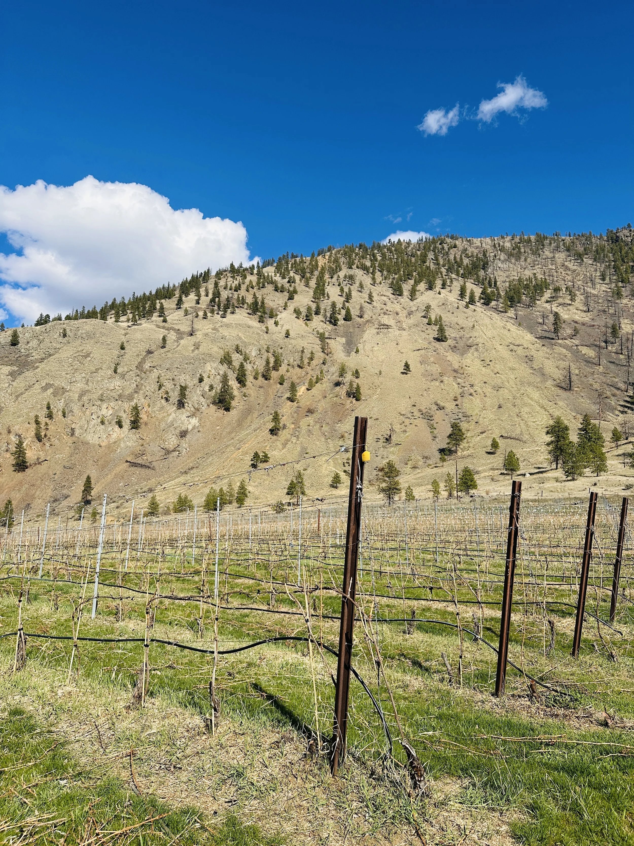 SCOUT VINEYARD VINES 5.jpg