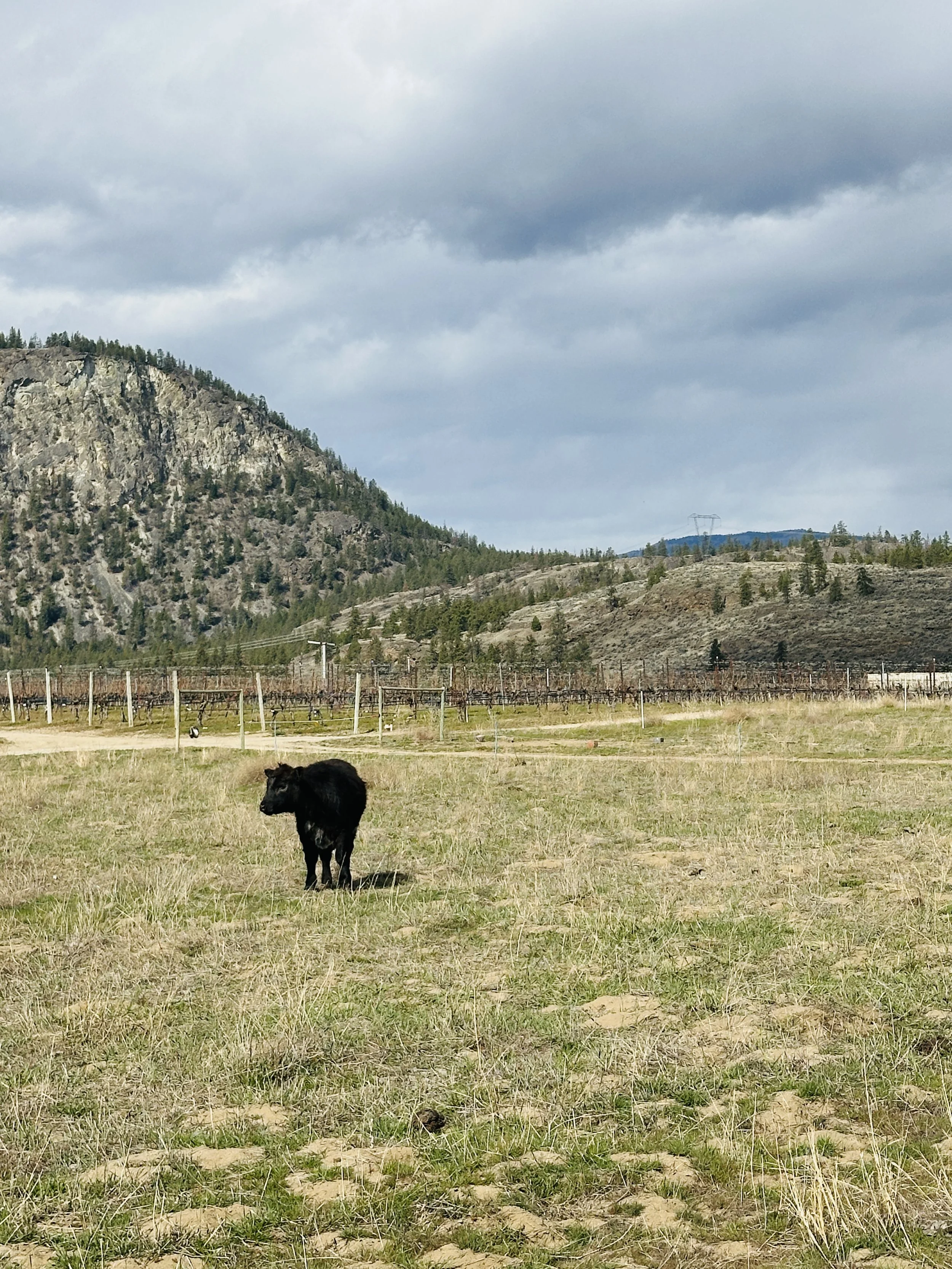 CHATEAU MARMOT COW.jpg