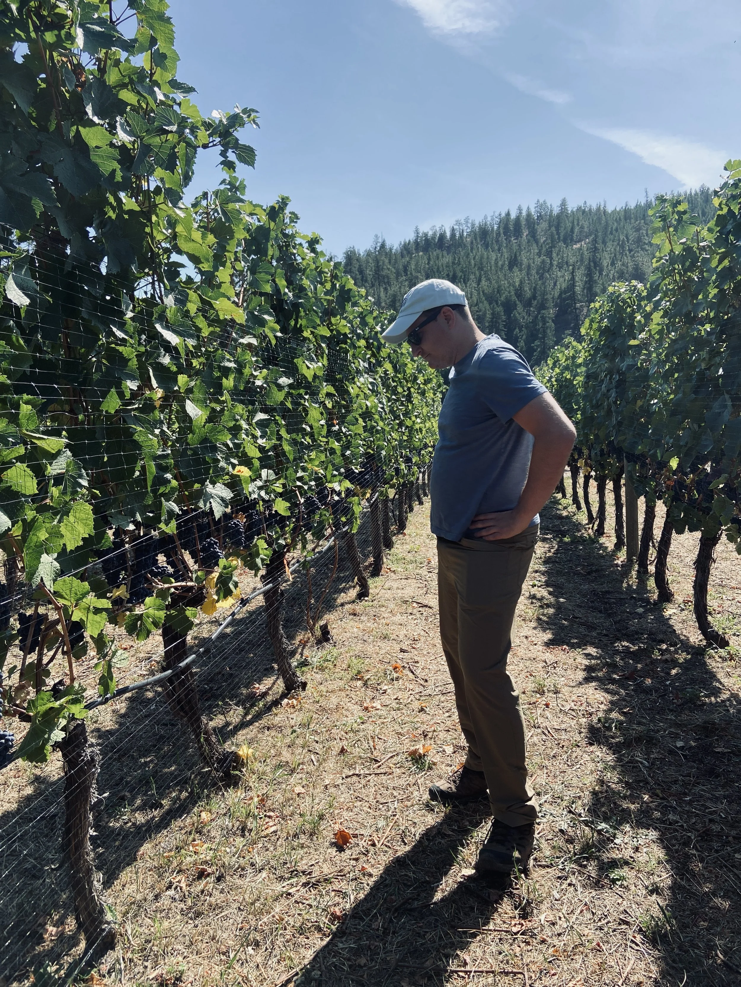 LIGHTNING ROCK CANYON VIEW VINEYARD MARK.jpg
