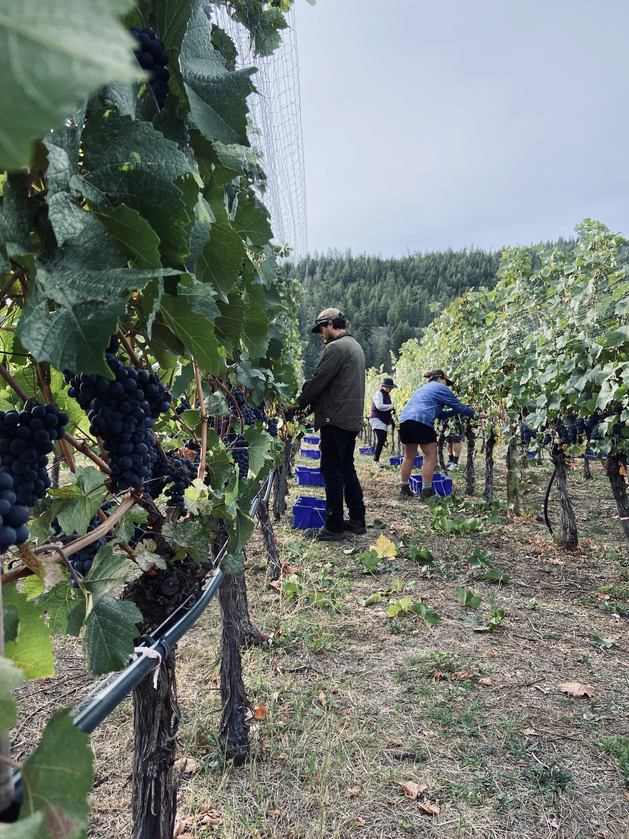 LIGHTNING ROCK PINOT NOIR HARVEST AT CANYON VIEW.jpg