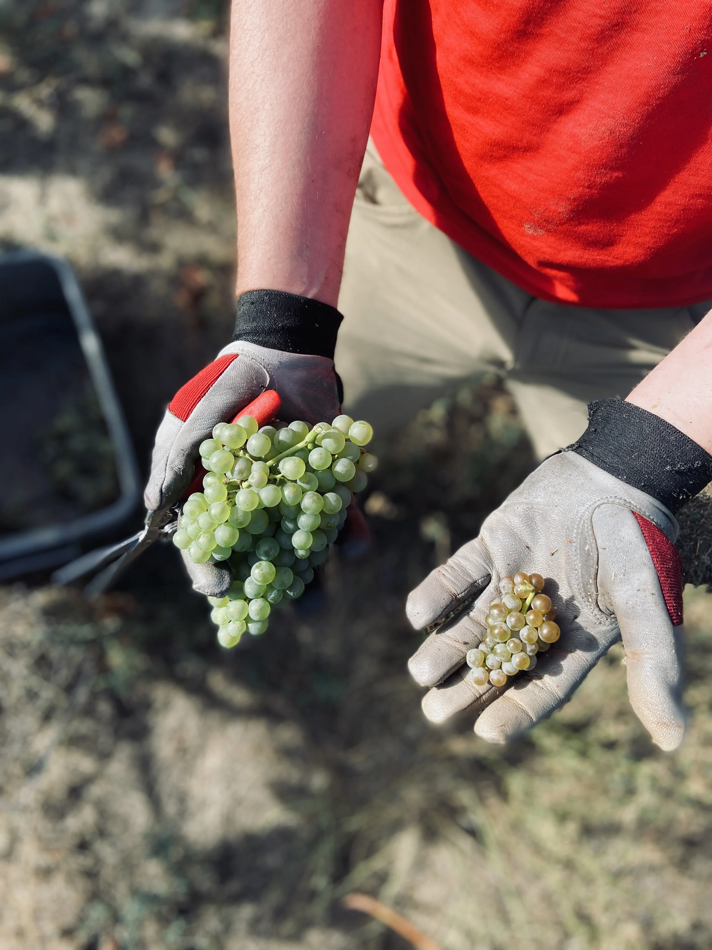LIGHTNING ROCK SAUVIGNON BLANC CLUSTERS.jpg