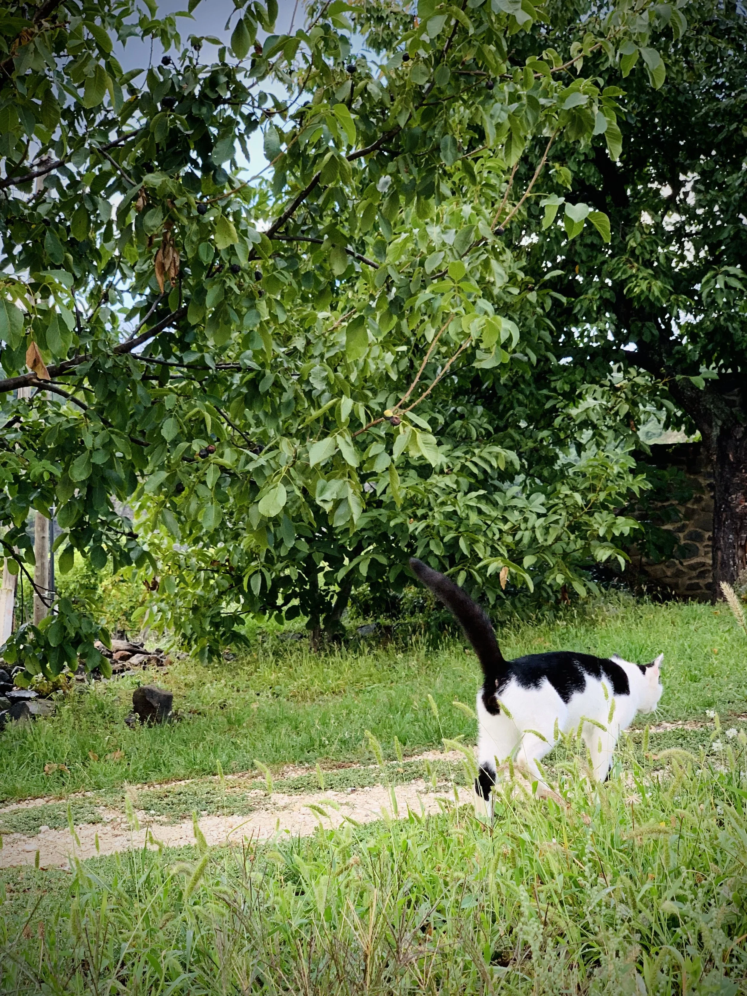 PETER WETZER CAT IN SOMLO.jpeg