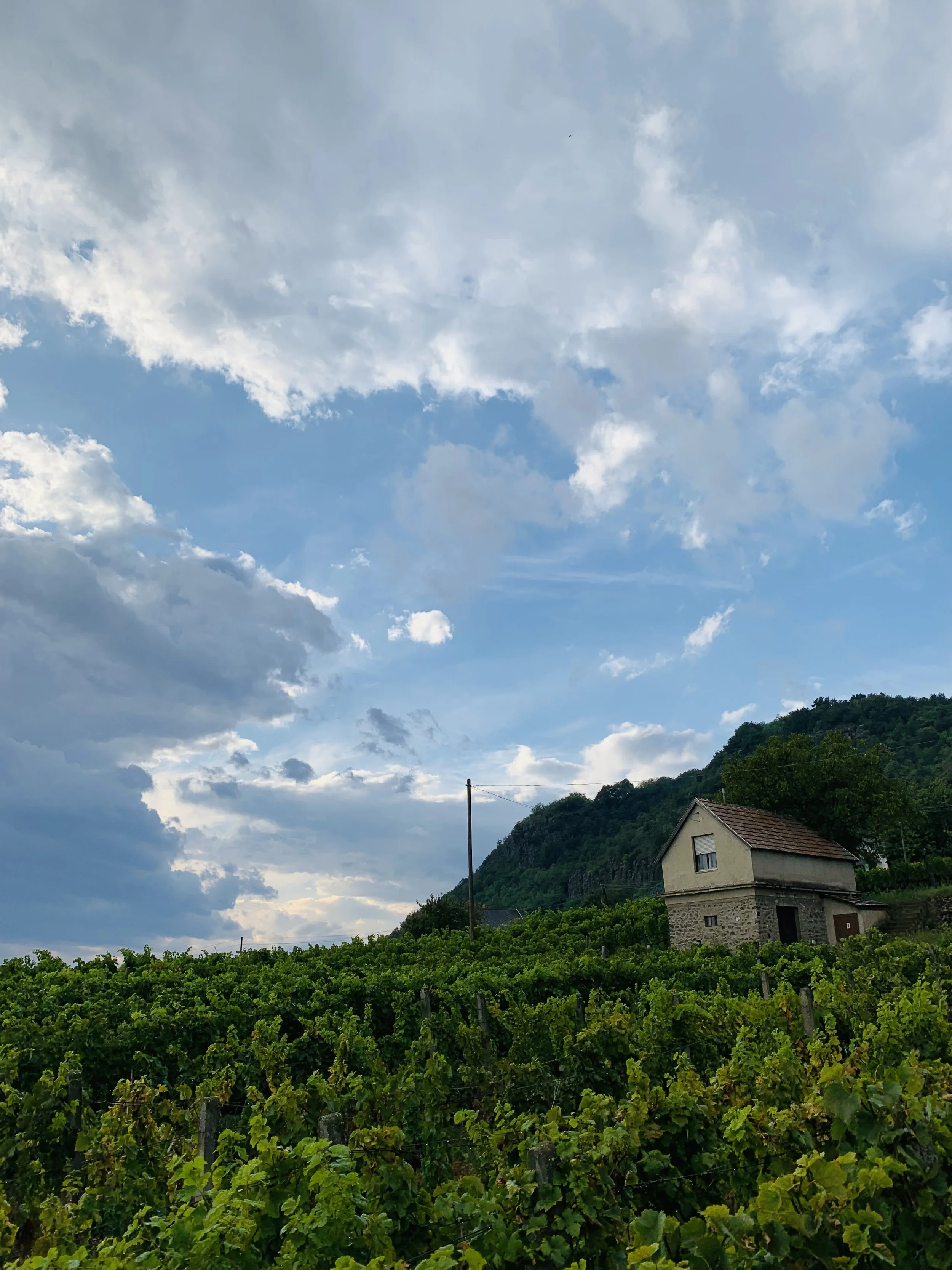 PETER WETZER SOMLO VINEYARD 2.jpeg