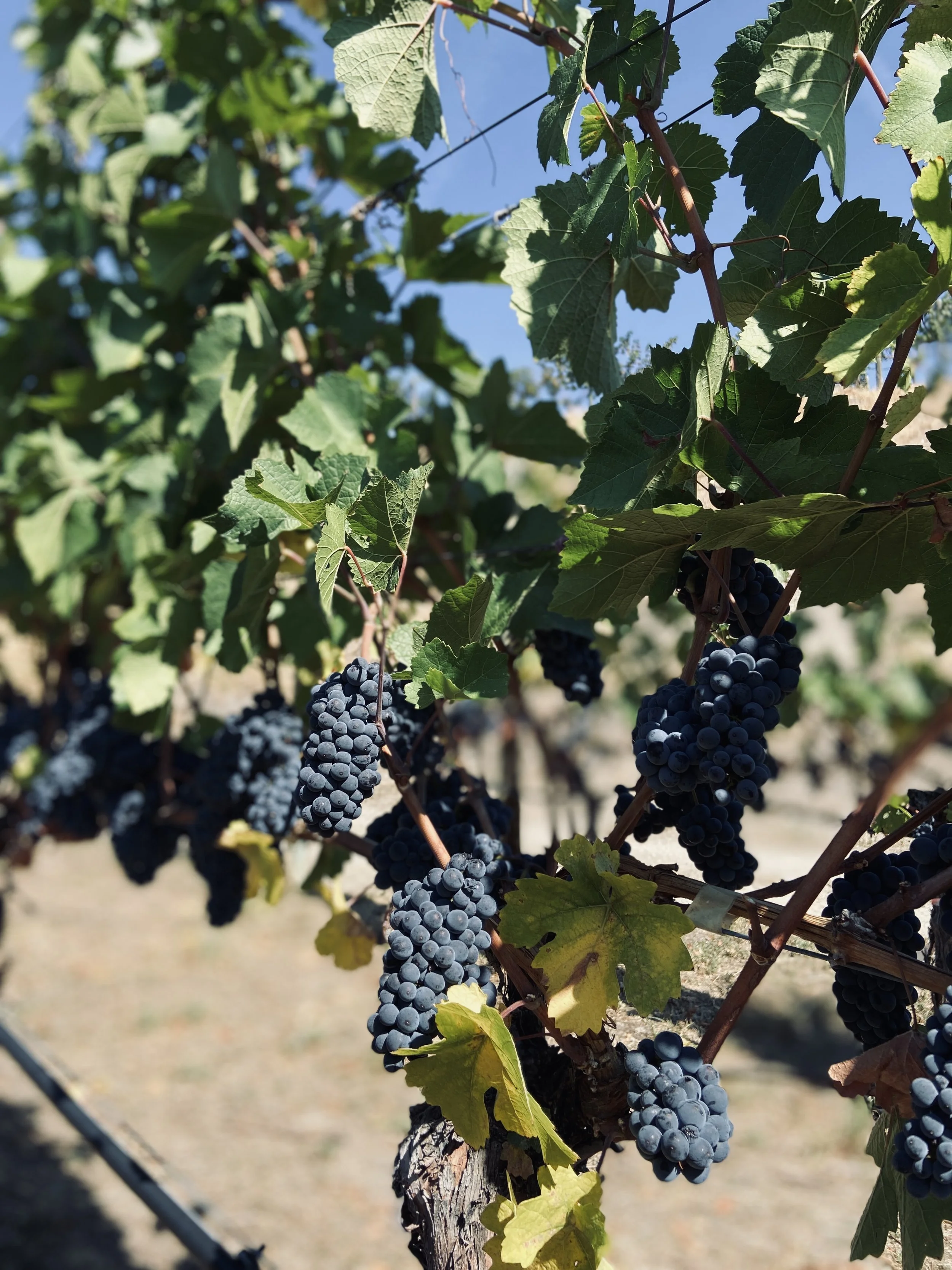 LIGHTNING ROCK CANYON VIEW PINOT NOIR GRAPES.jpg