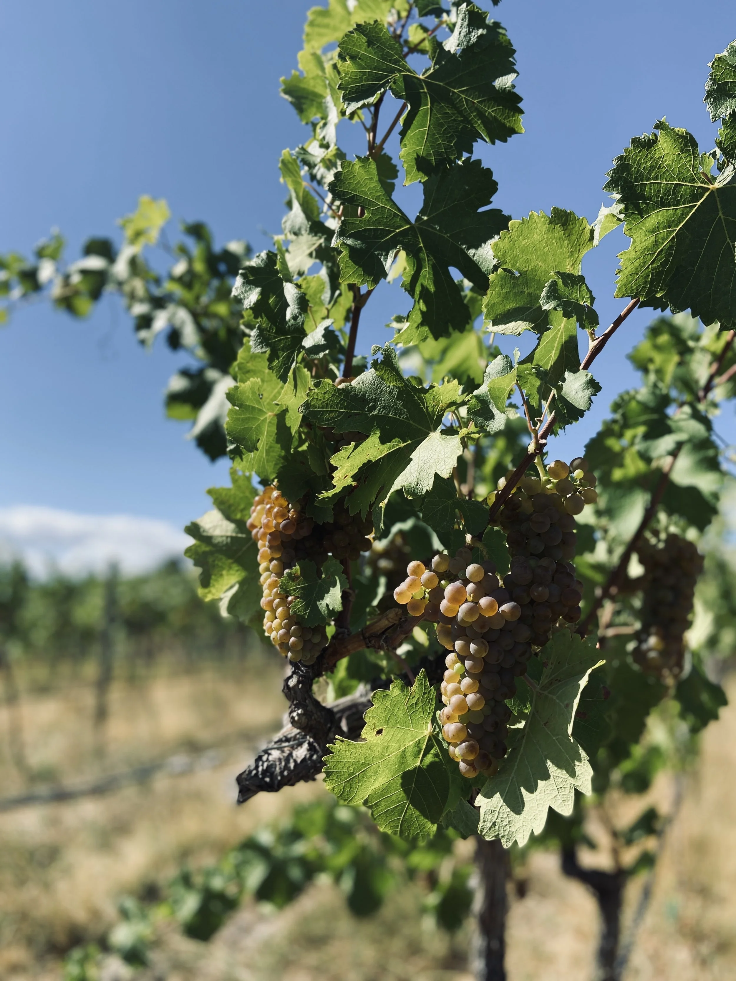 LIGHTNING ROCK ELYSIA VIOGNIER GRAPES.jpg