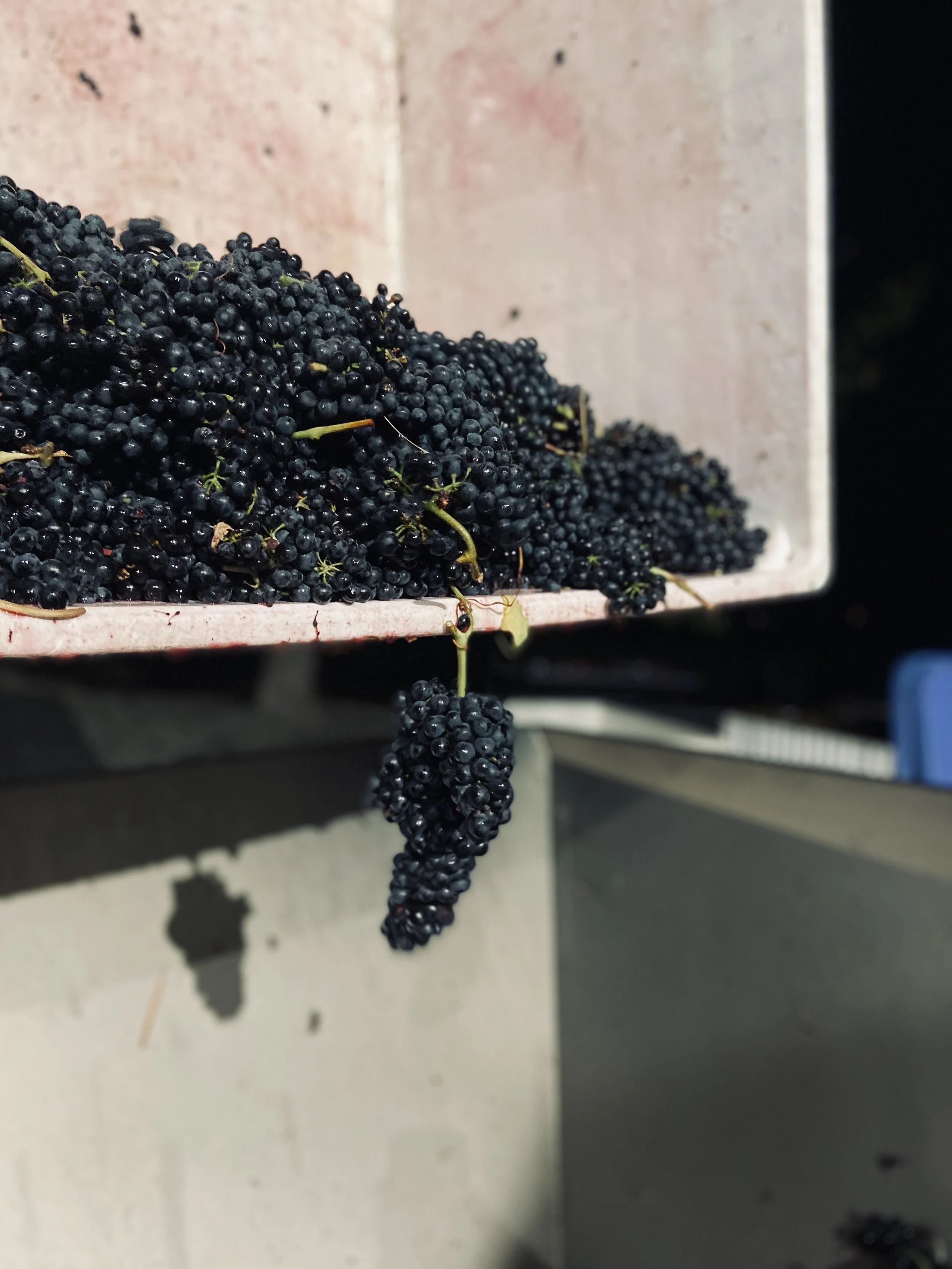 LIGHTNING ROCK SYRAH CLUSTERS.jpg
