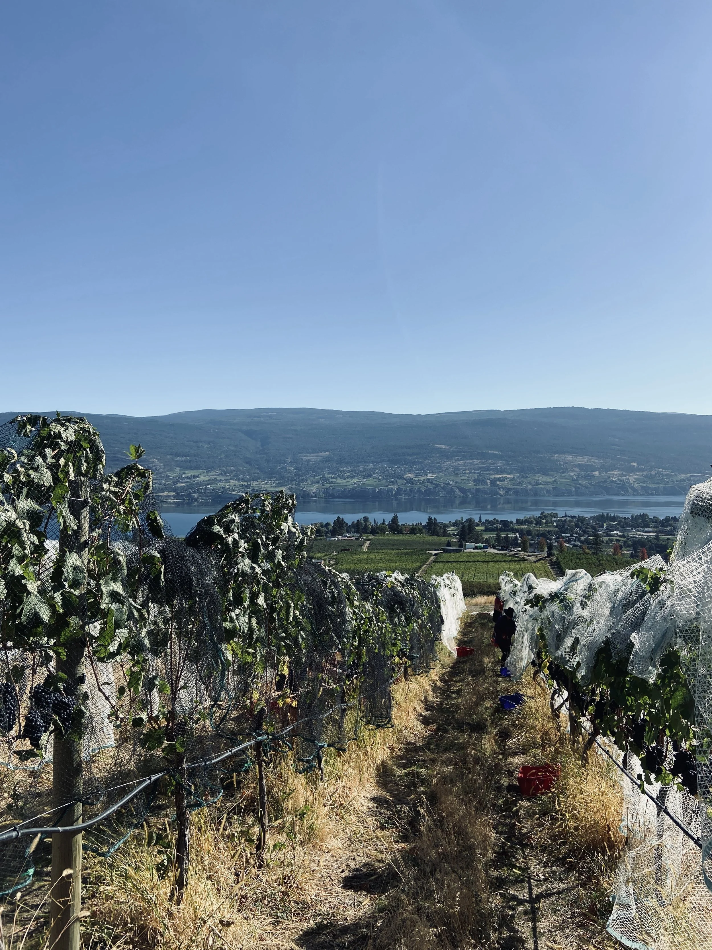 LIGHTNING ROCK ELYSIA PINOT NOIR HARVEST.jpg